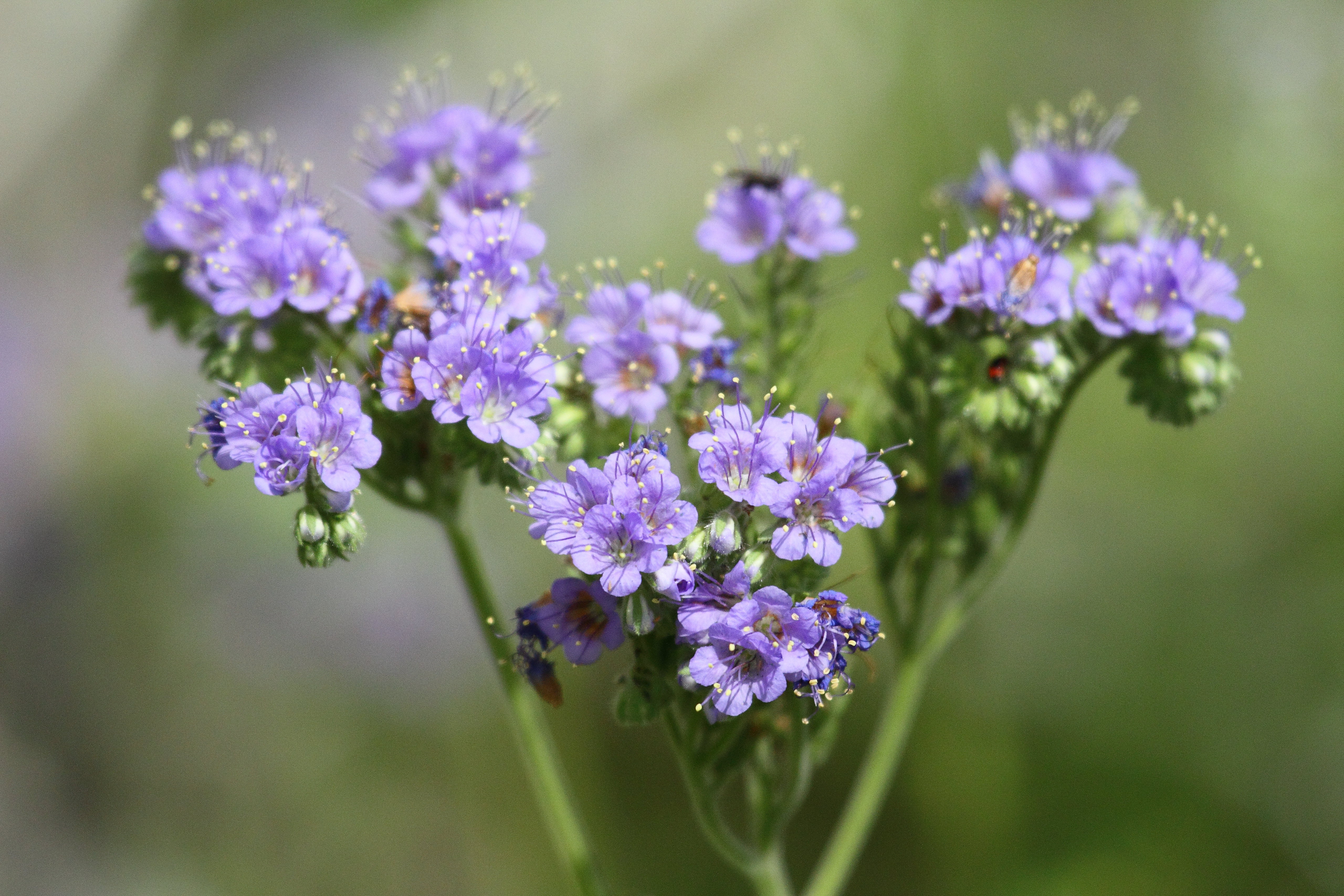 A closeup of a cluster of blue curls, with periwinkle-colored blooms, bright green, curled leaves and long stemens dotted with yellow.