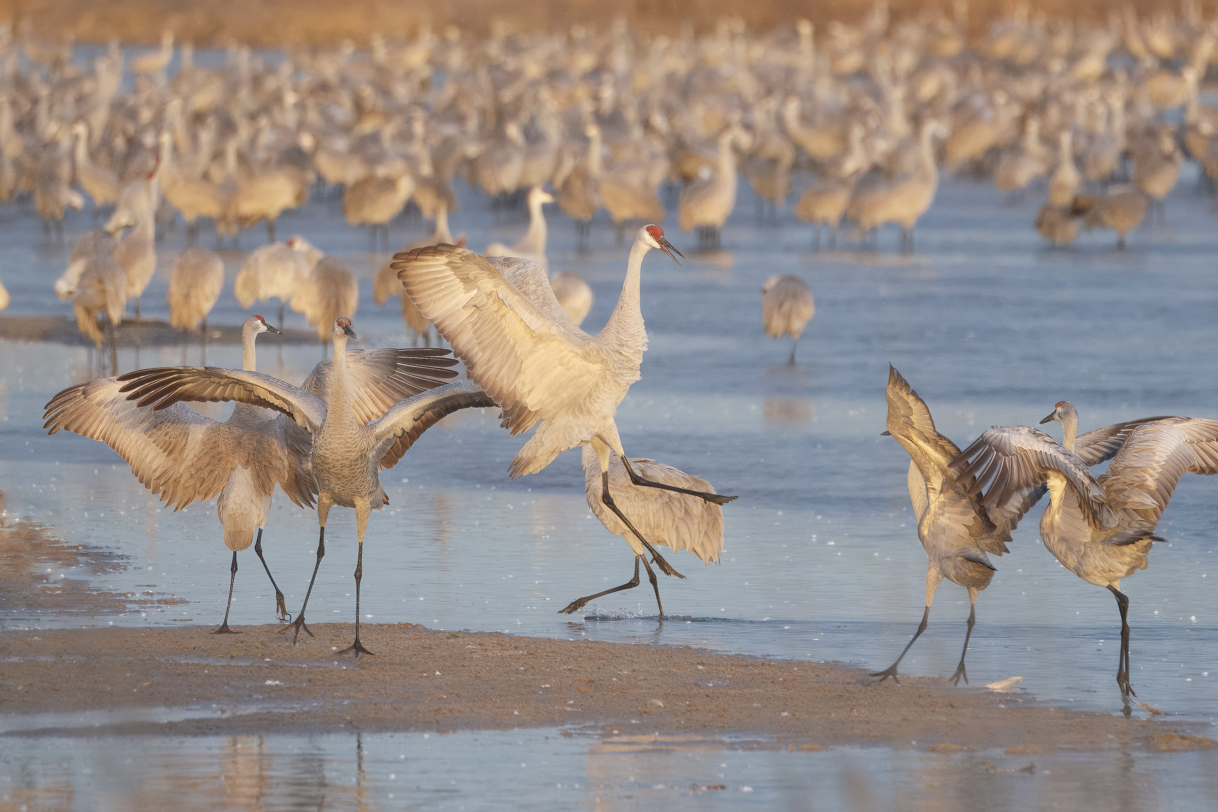 A collection of big birds gather aroud a wetland area.
