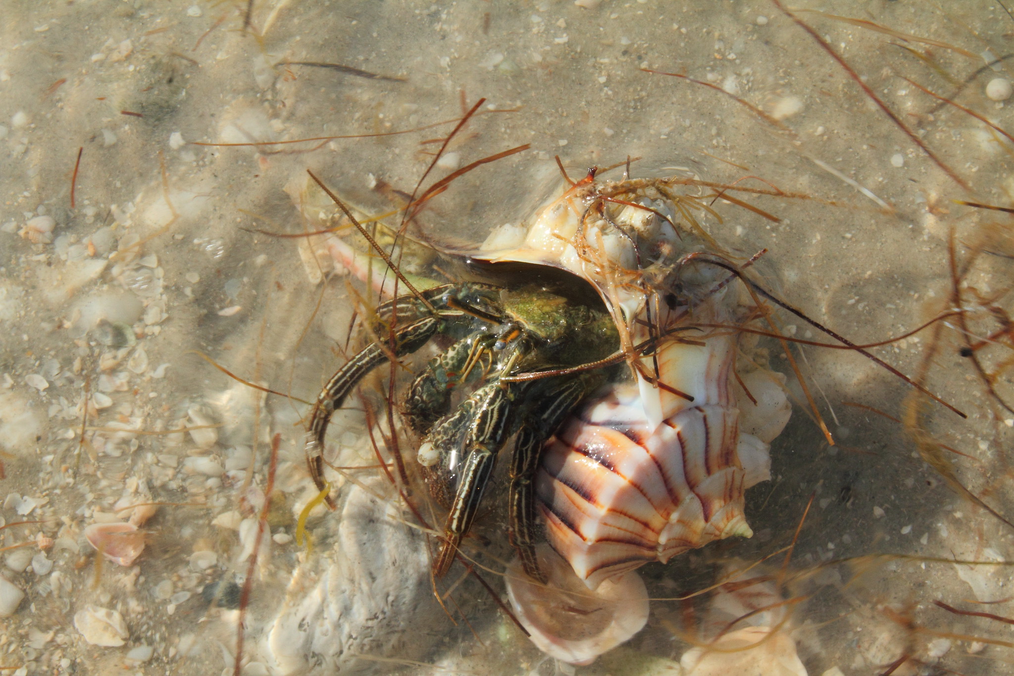 A hermit crab hangs out of a striped pink shell lying in the sand.