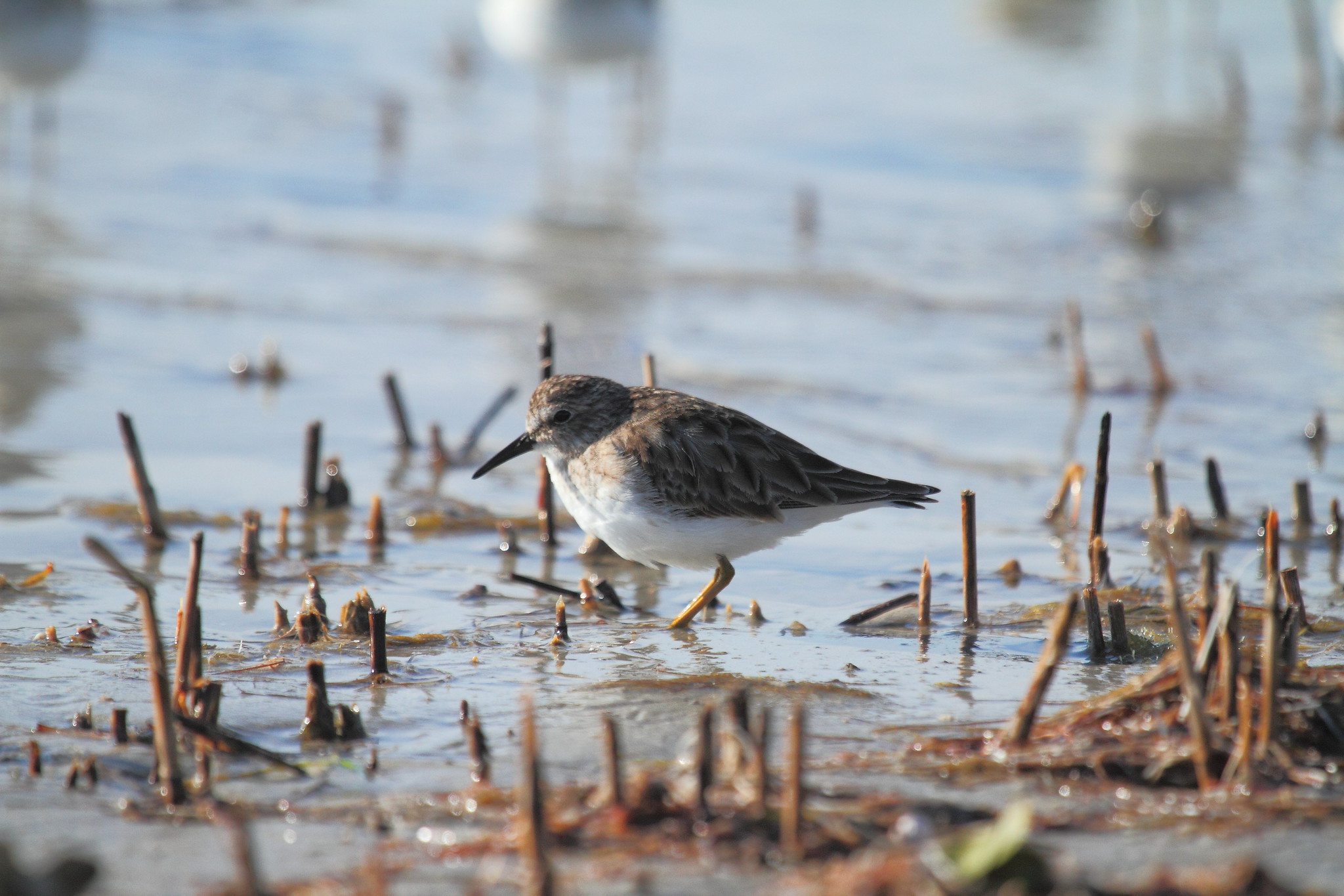 A small bird with brown feathers and a white underbelly stands in the wet sand.