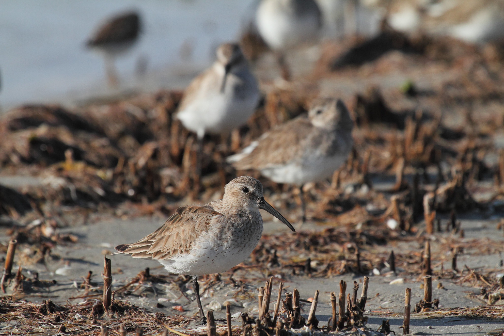 At least four birds with brown and white feathers and long thin beaks stand in the sand along the beach.