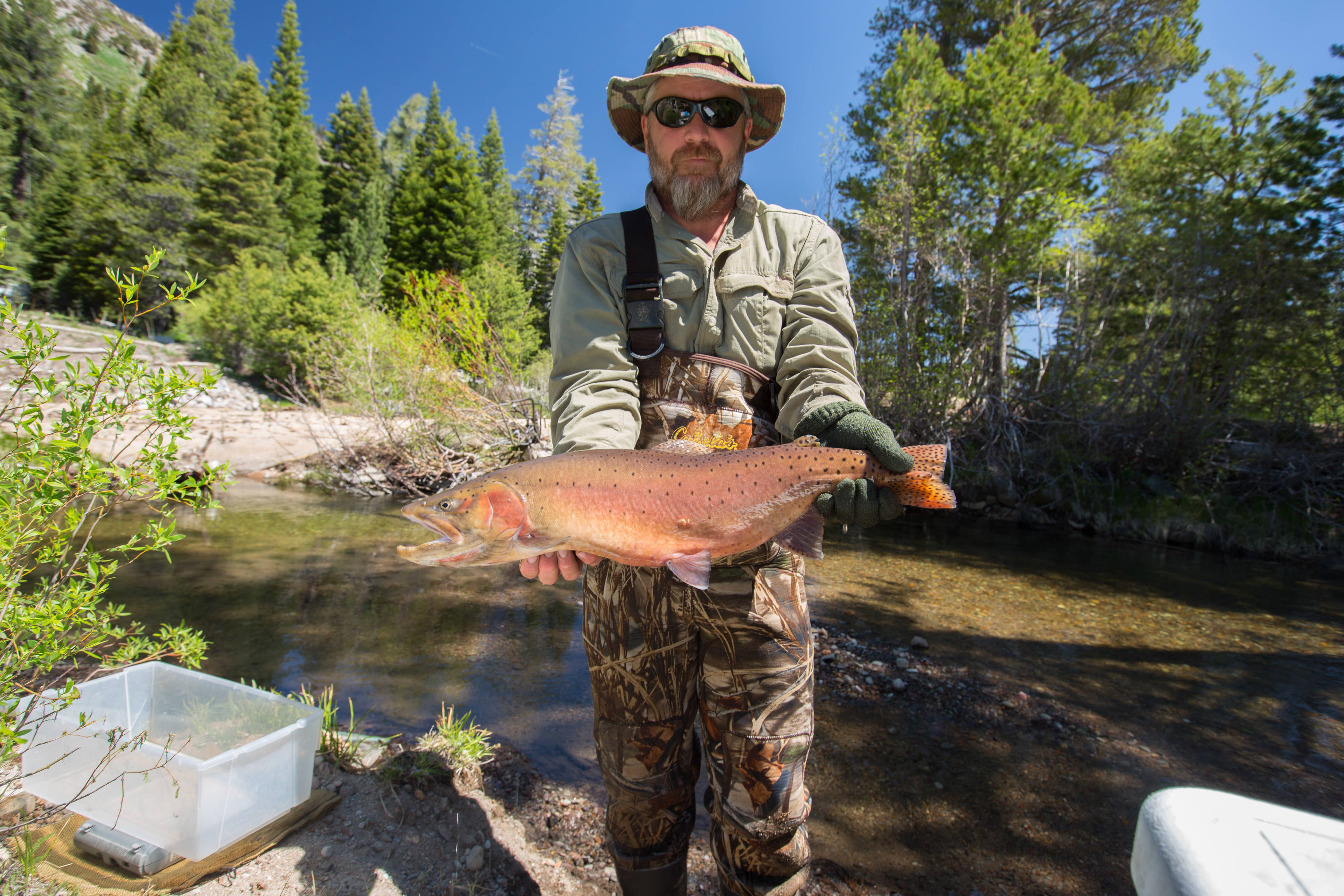 Researcher holding a Lahontan cutthroat trout.