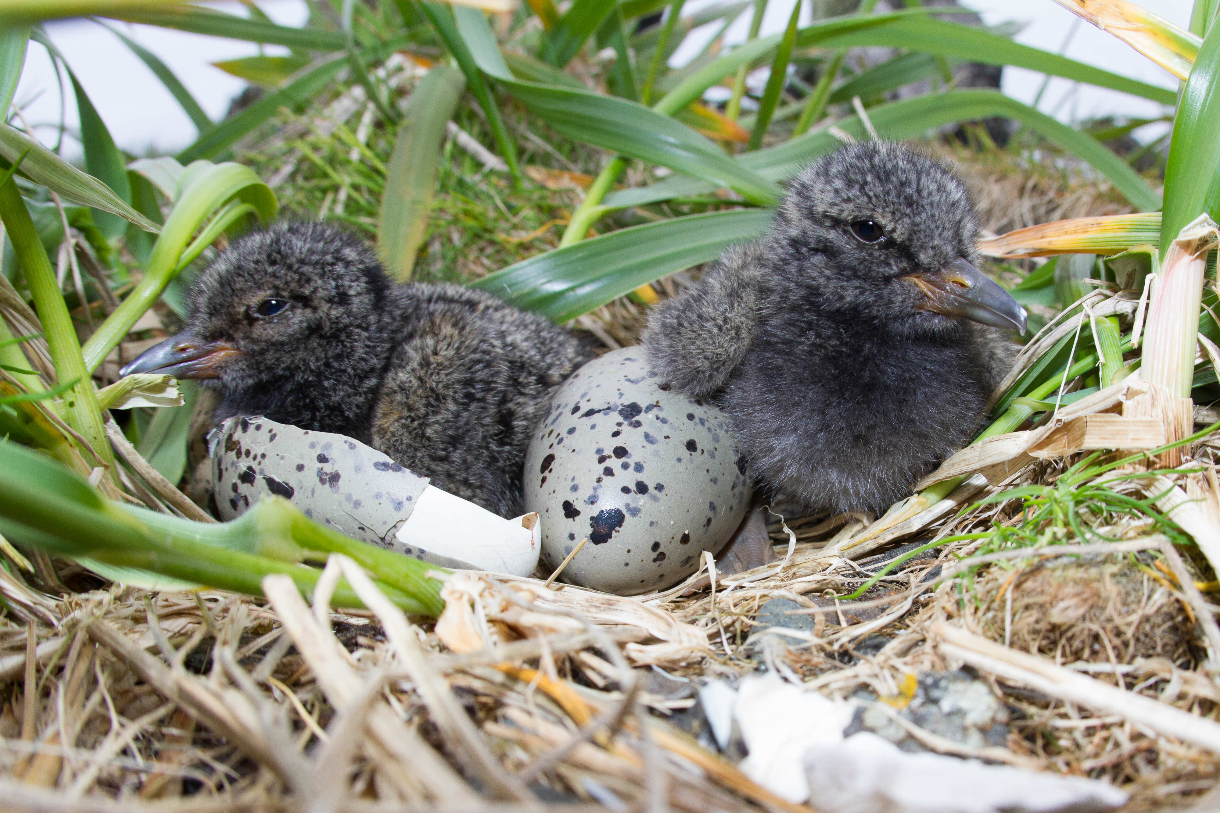 Black oystercatcher nest.