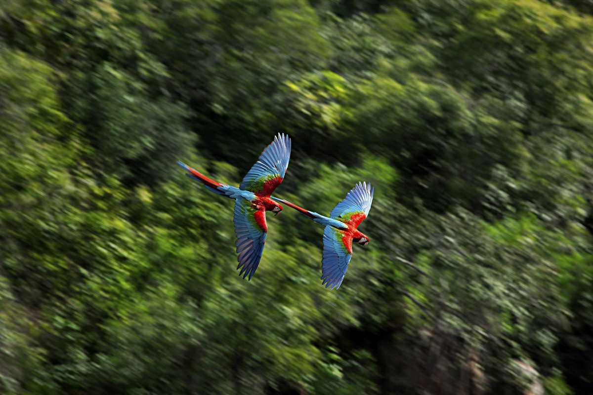 Scarlet Macaws