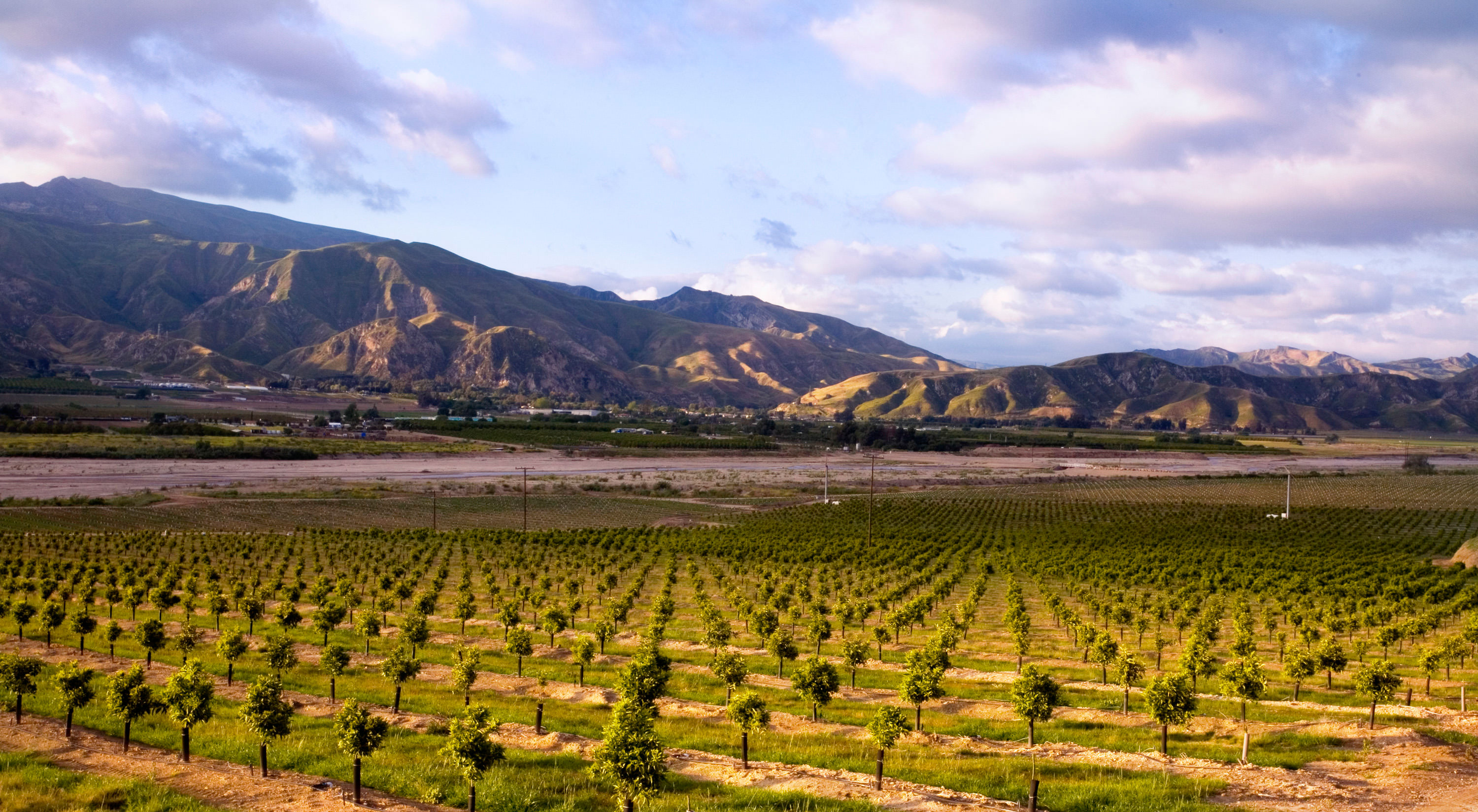 A large vineyard with mountains in the background.