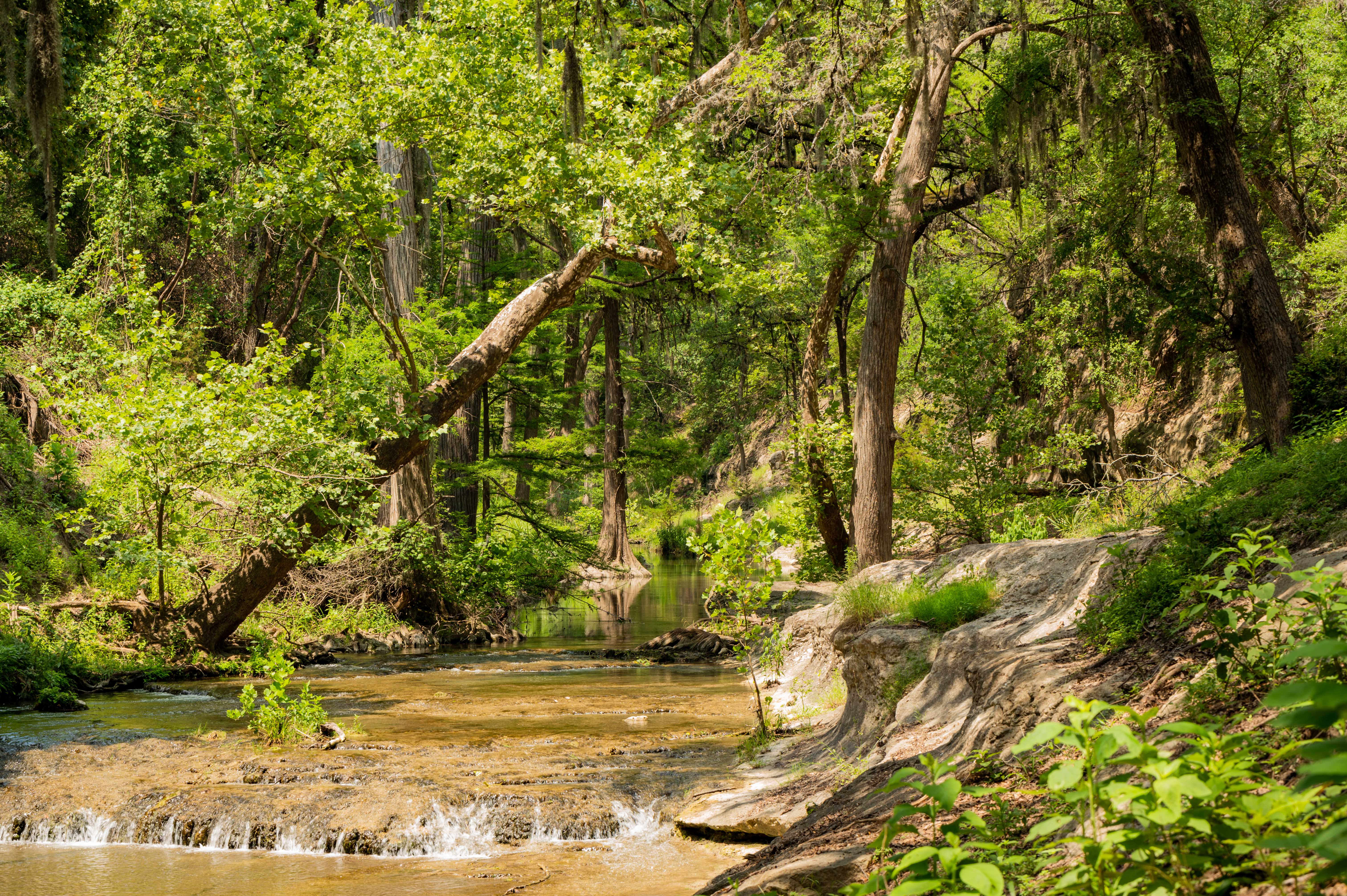 Cypress trees with thick roots line a trickling creek, flowing over large pale boulders.