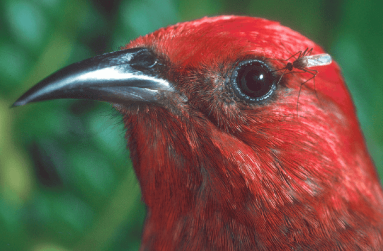 A red bird's face closeup with a mosquito by its eye.