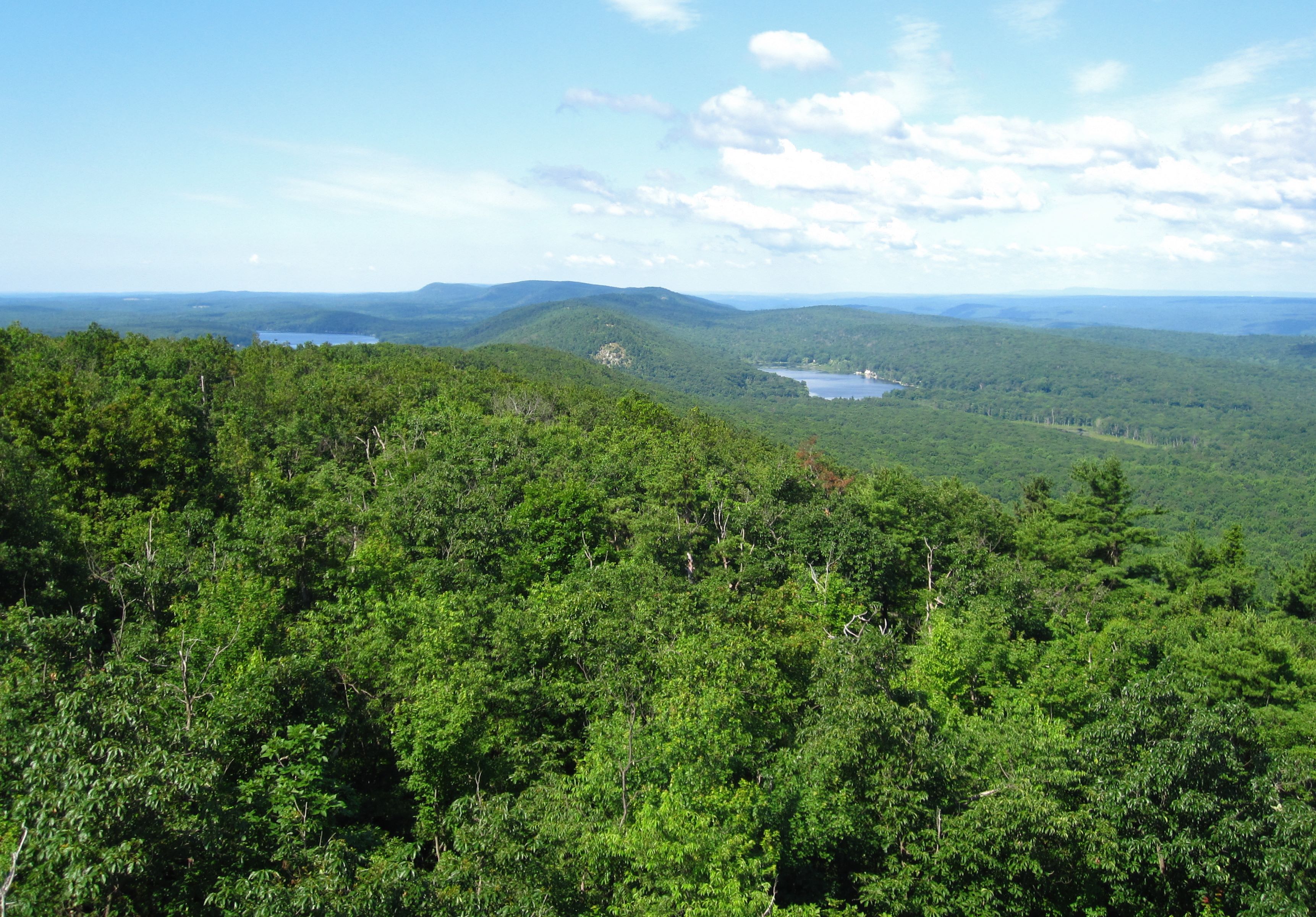 Aerial view of green tree tops and mountains.