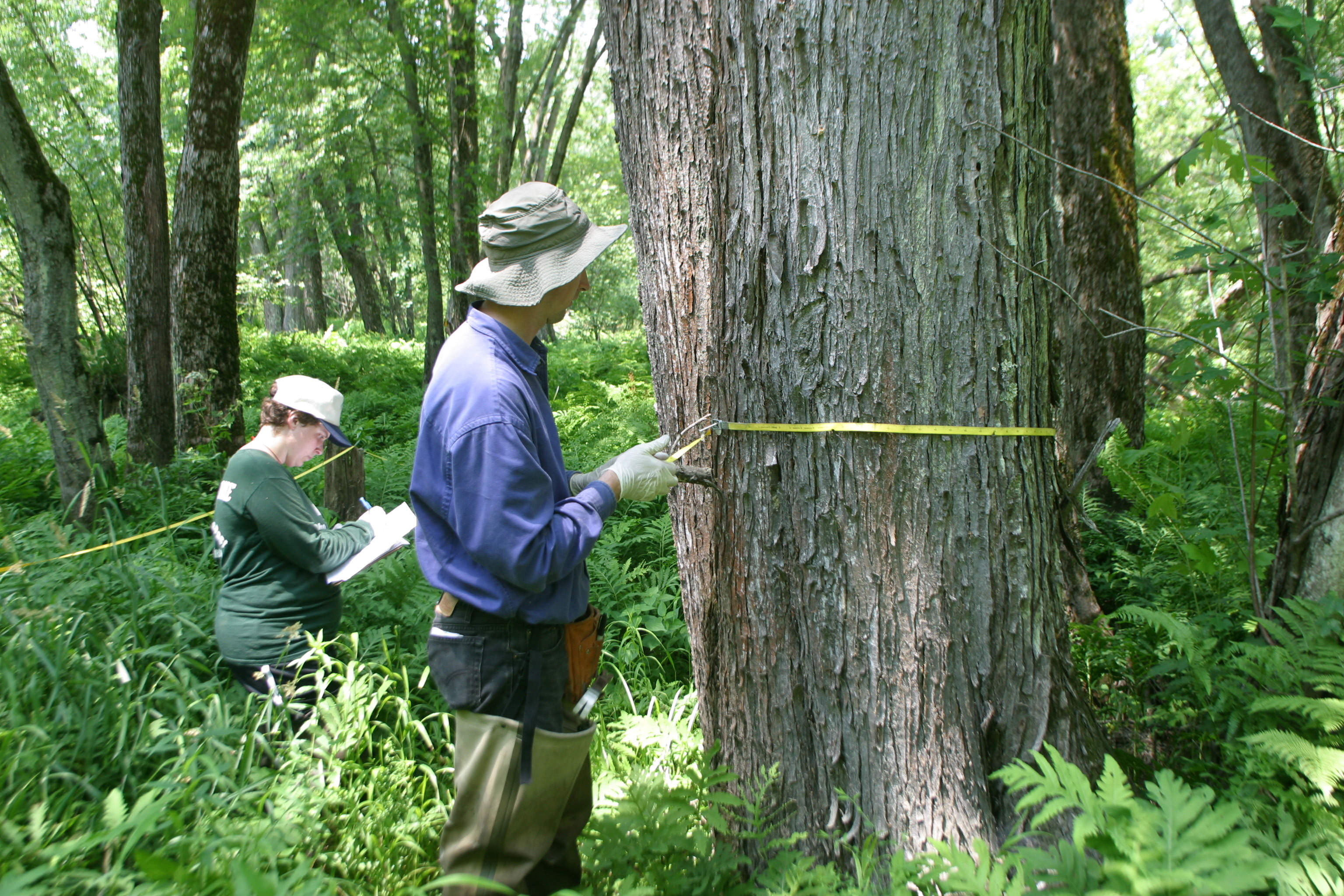 Scientists measure trees in a floodplain forest.