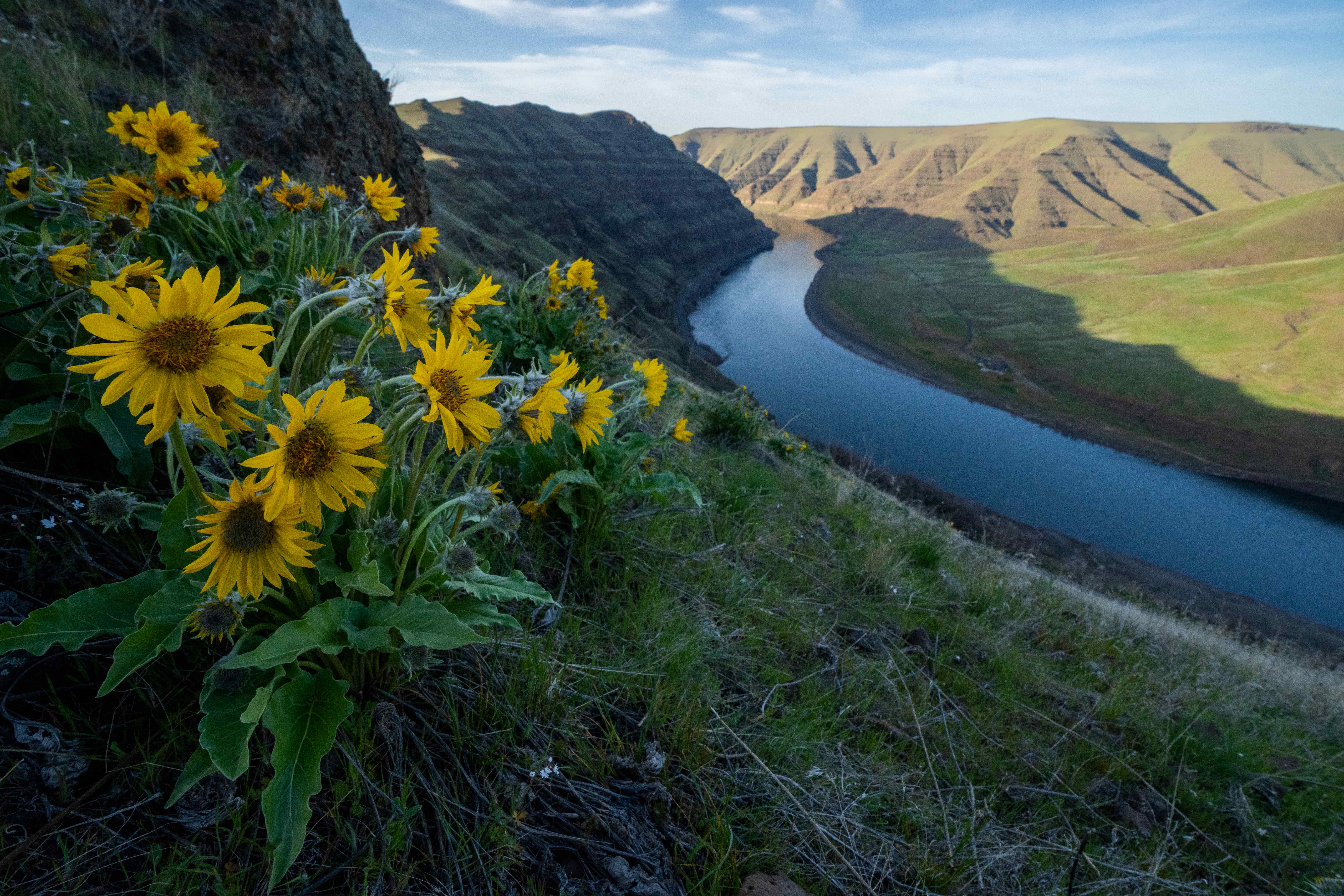 Yellow flowers growing on a hillside with a river flowing underneath.