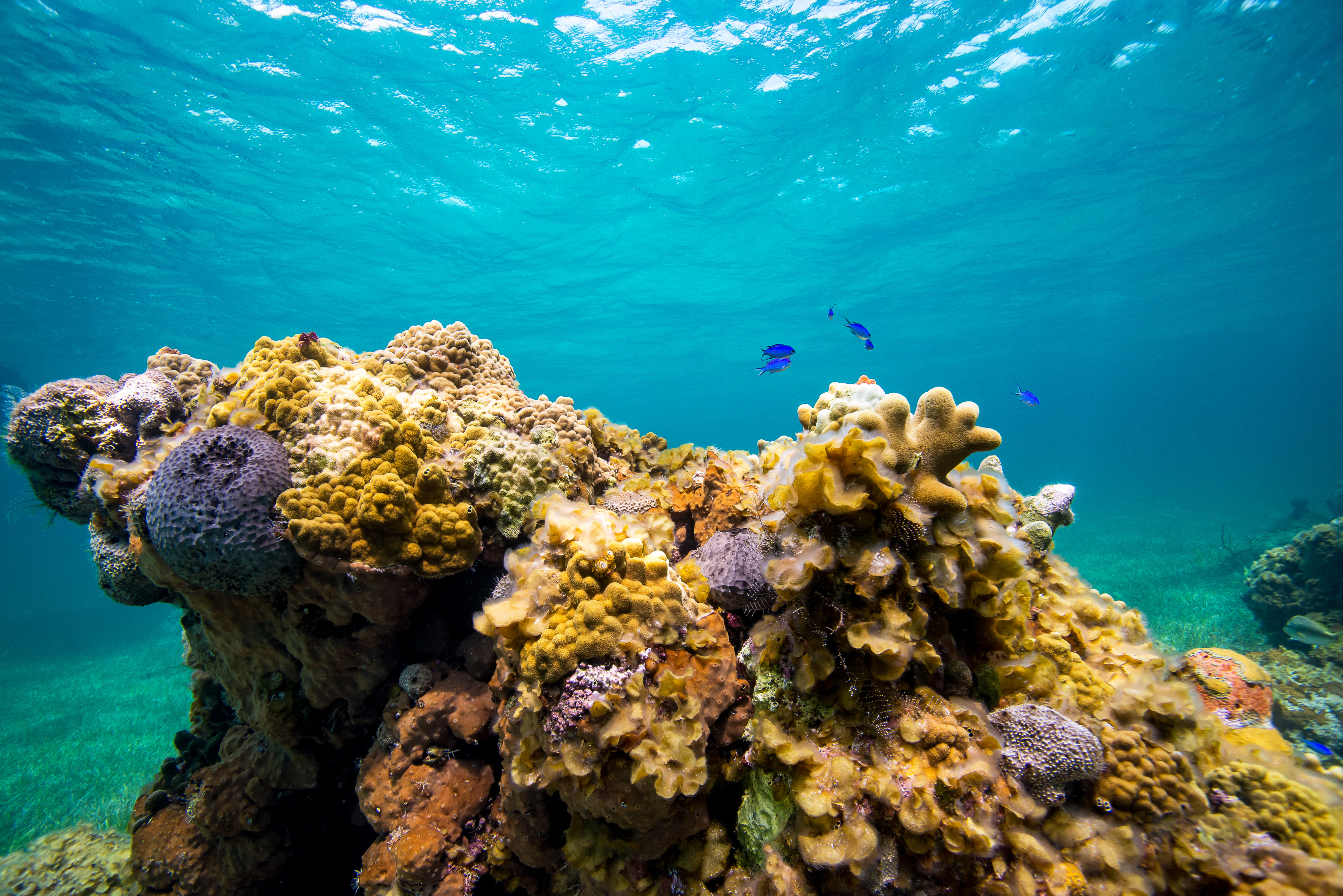 Small blue fish swim over a reef covered in multi-colored corals, surrounded by turquoise ocean waters.