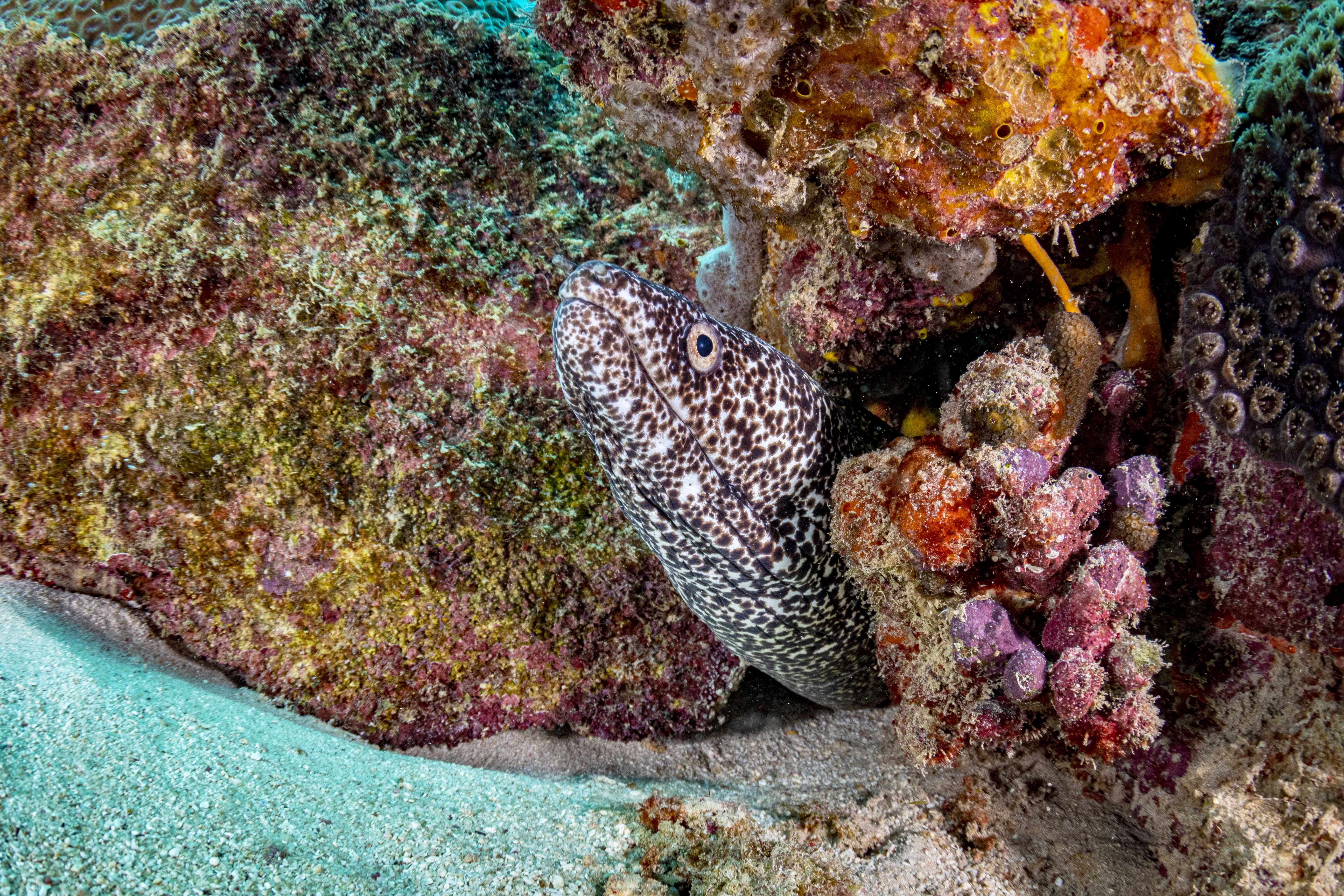 Underwater photo of a moray eel among the corals.