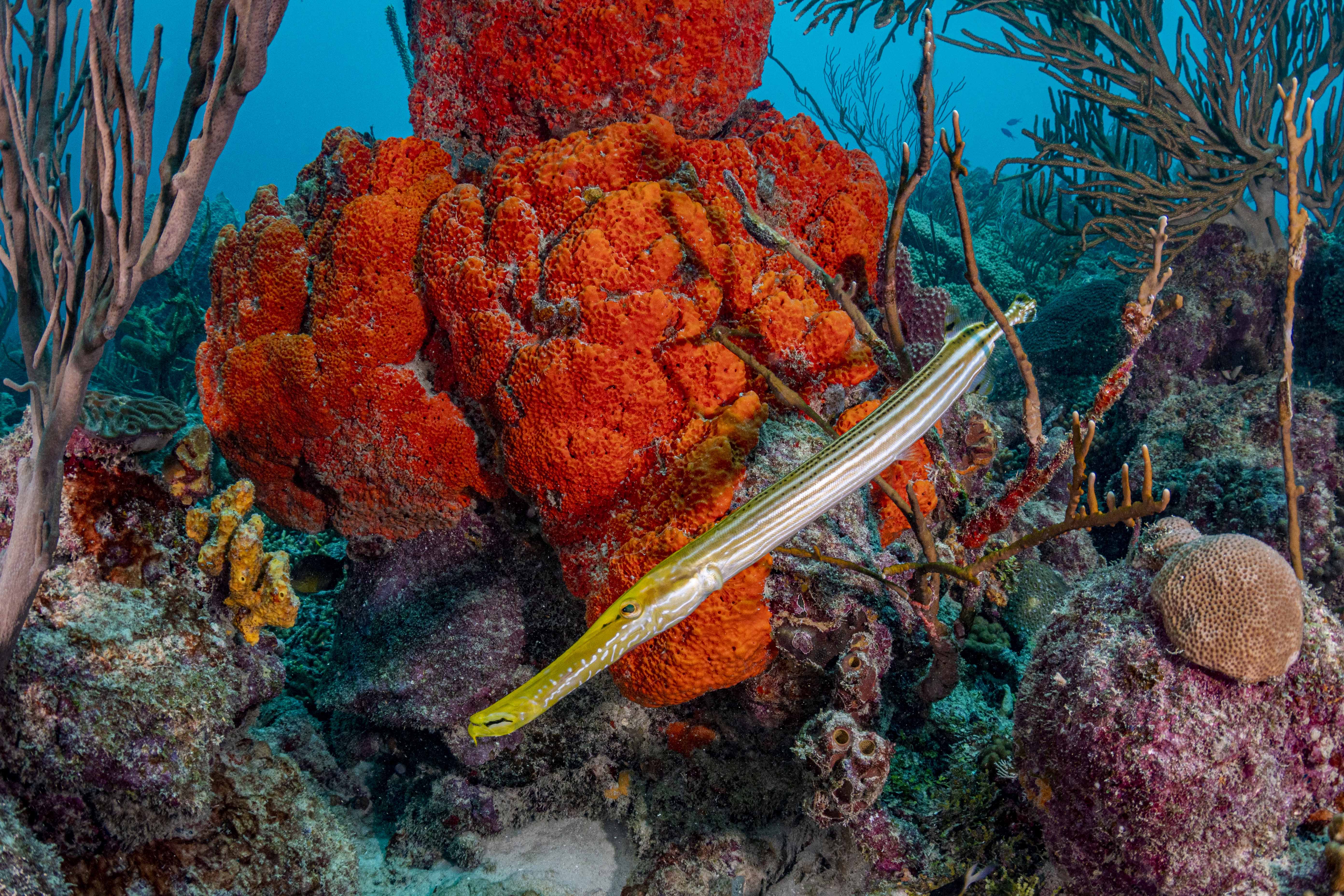 Underwater photo of a long trumpet fish swimming among 