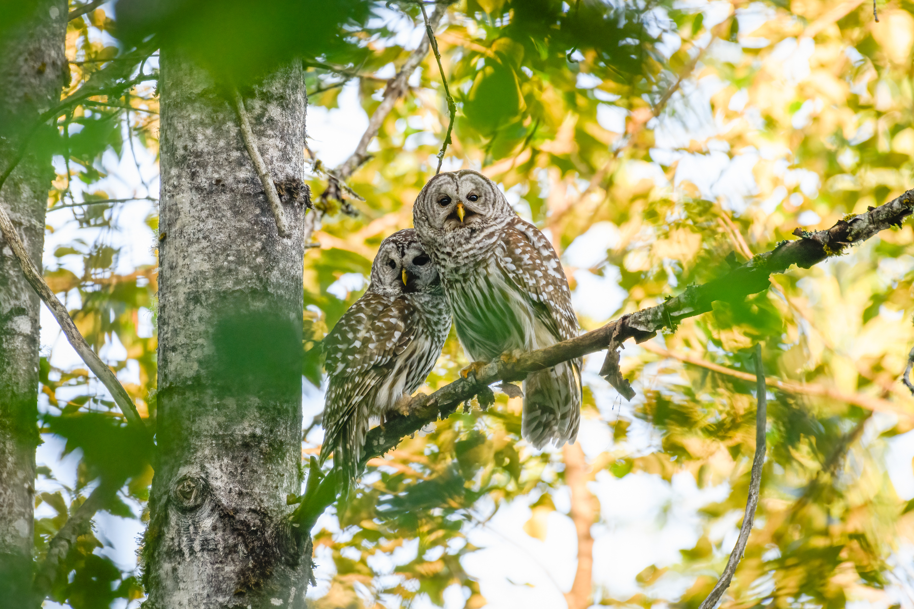 Two barred owls are perched together in a tree.
