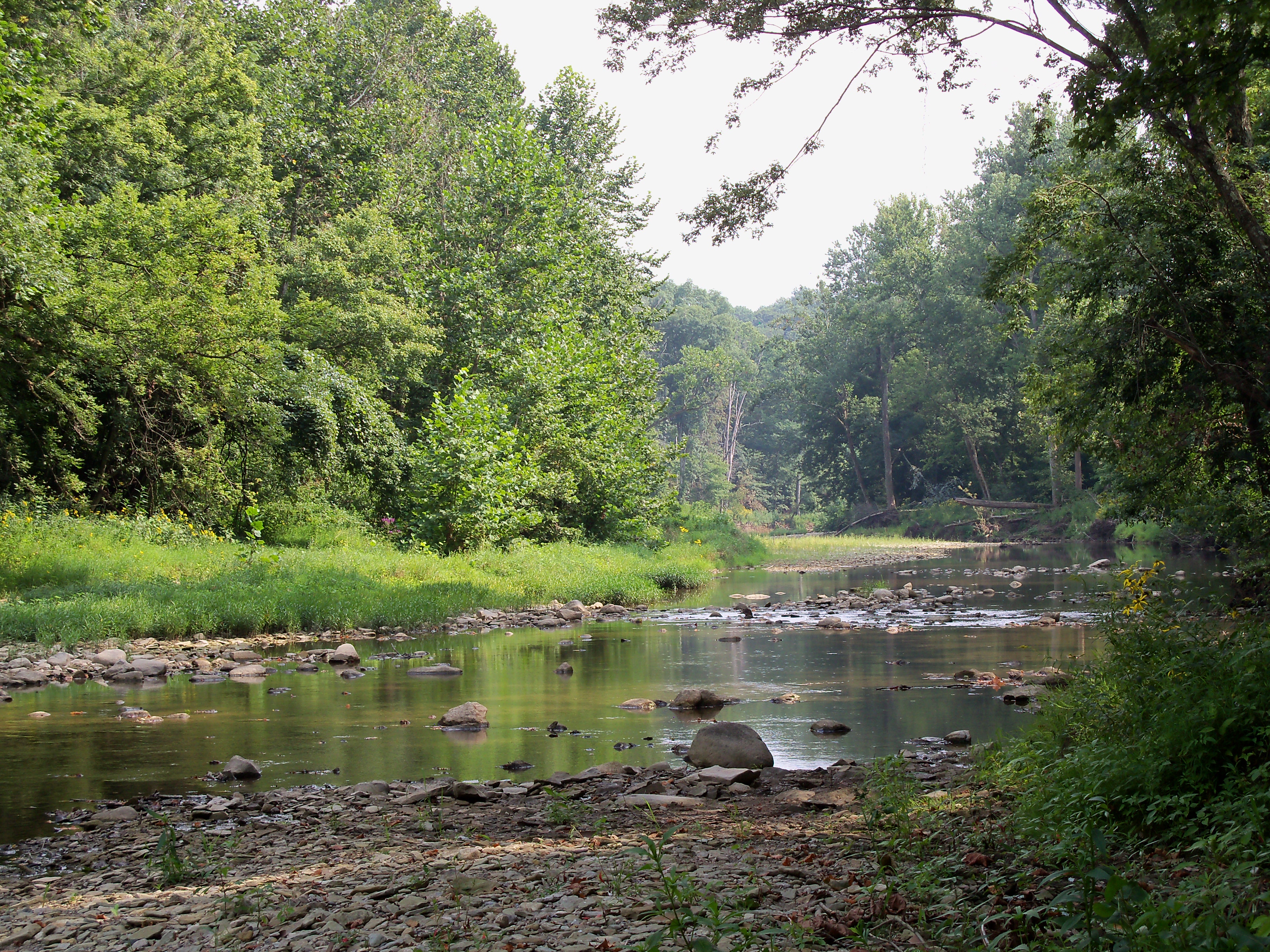 A wide, low stream with exposed rocks is flanked by dense forests at Big Walnut Preserve.