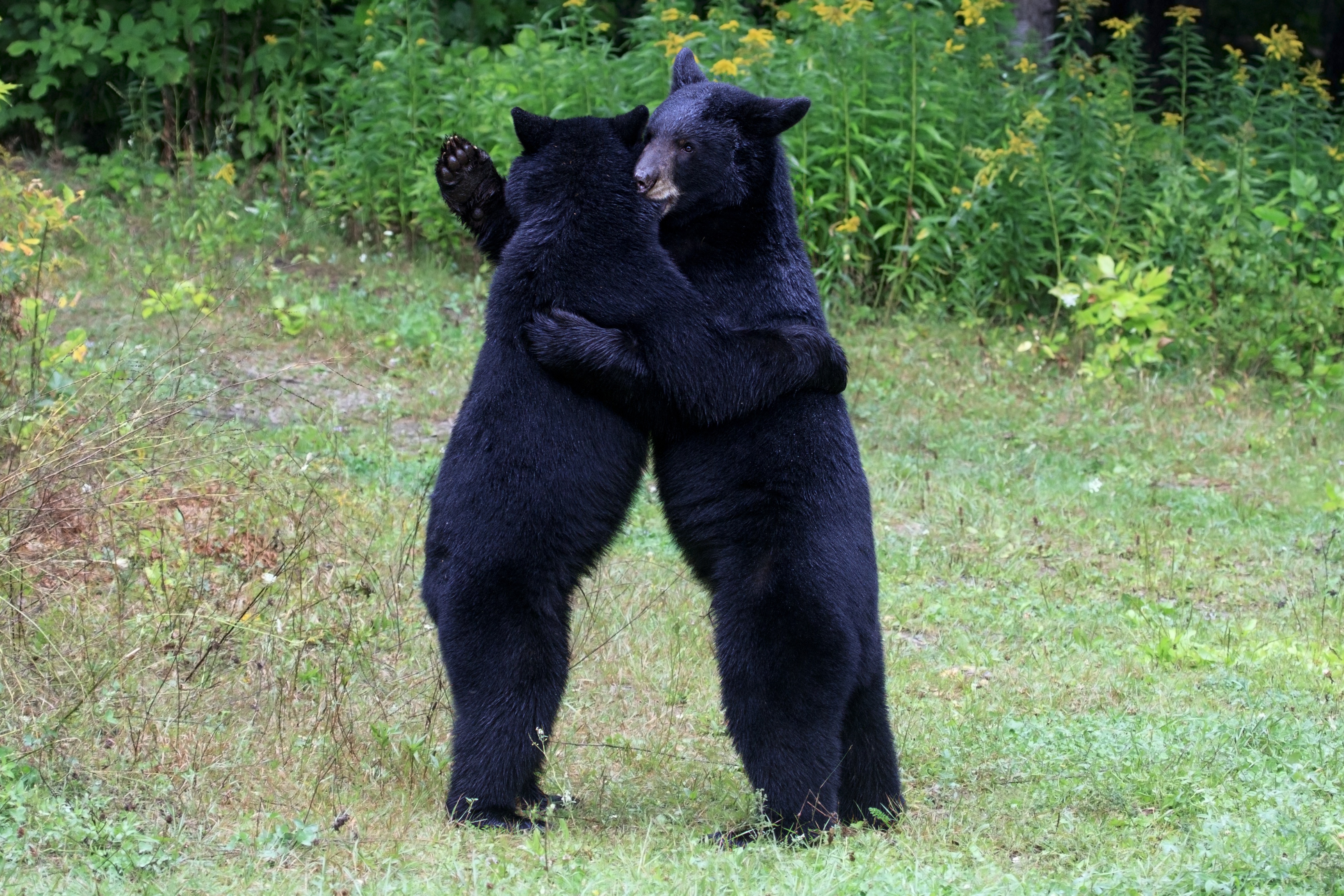 Two black bears are standing up hugging each other.