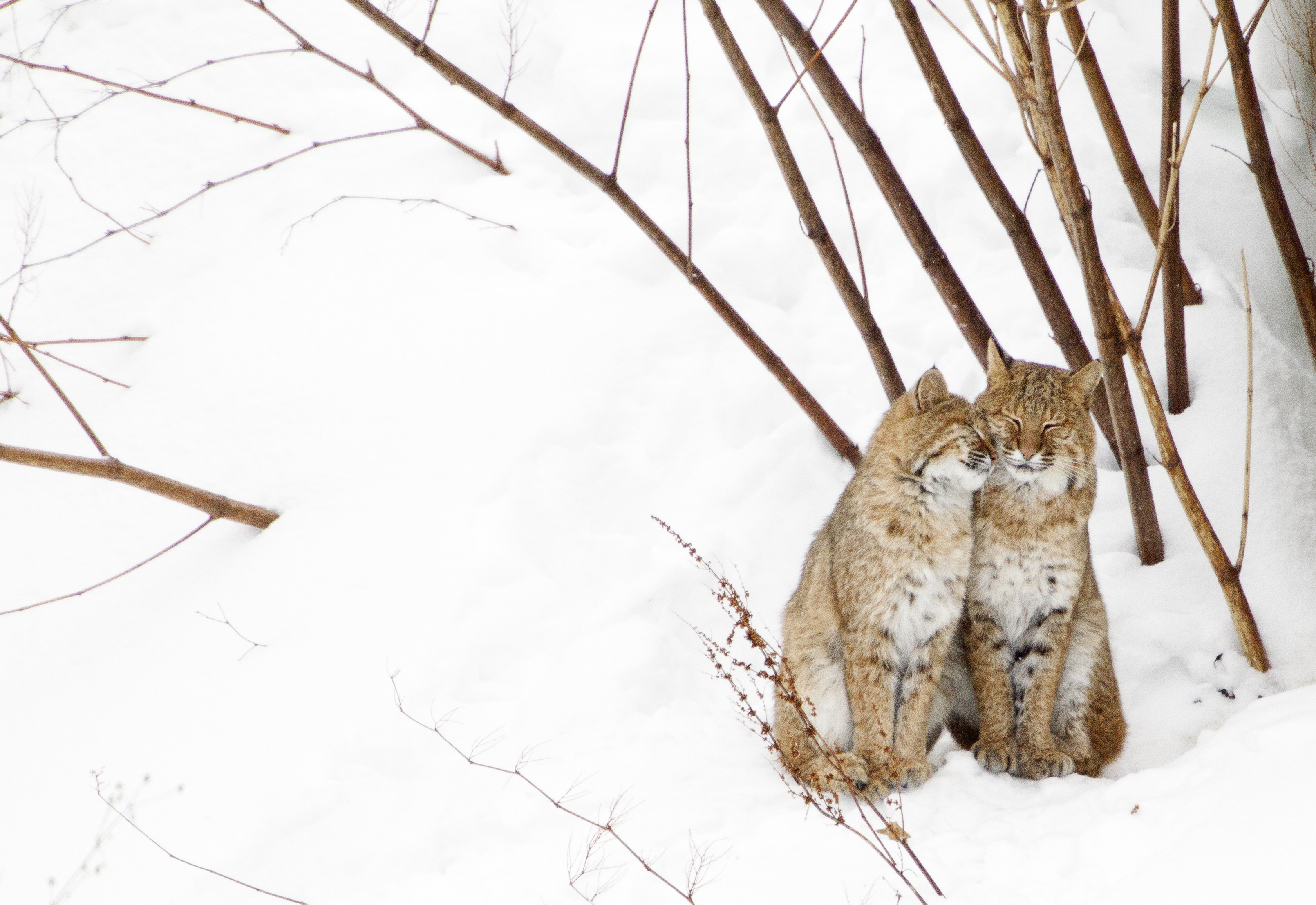 Two nuzzling bobcats in snow.