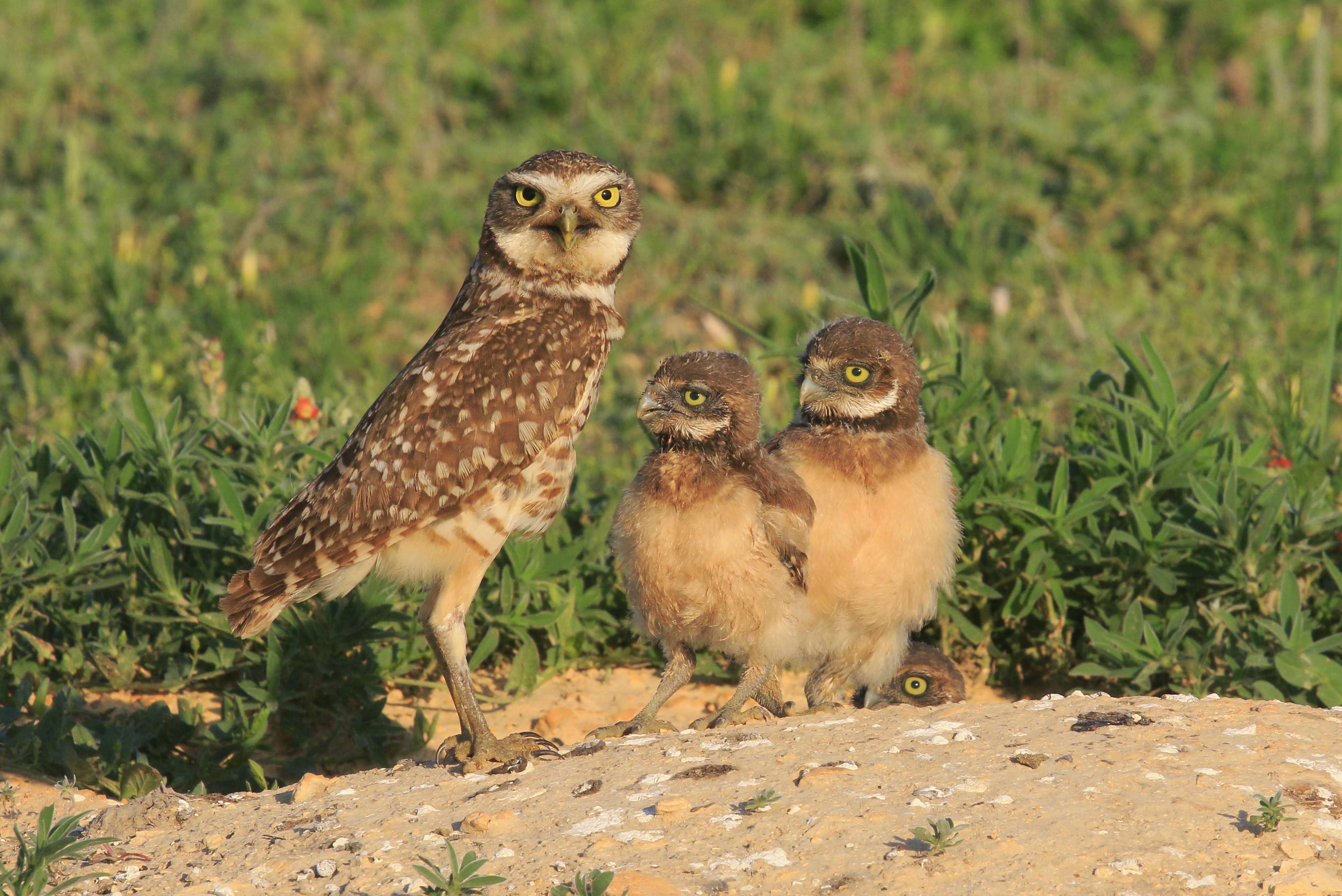 An adult burrowing owl and two chicks sit on a dirt mound in a prairie landscape.