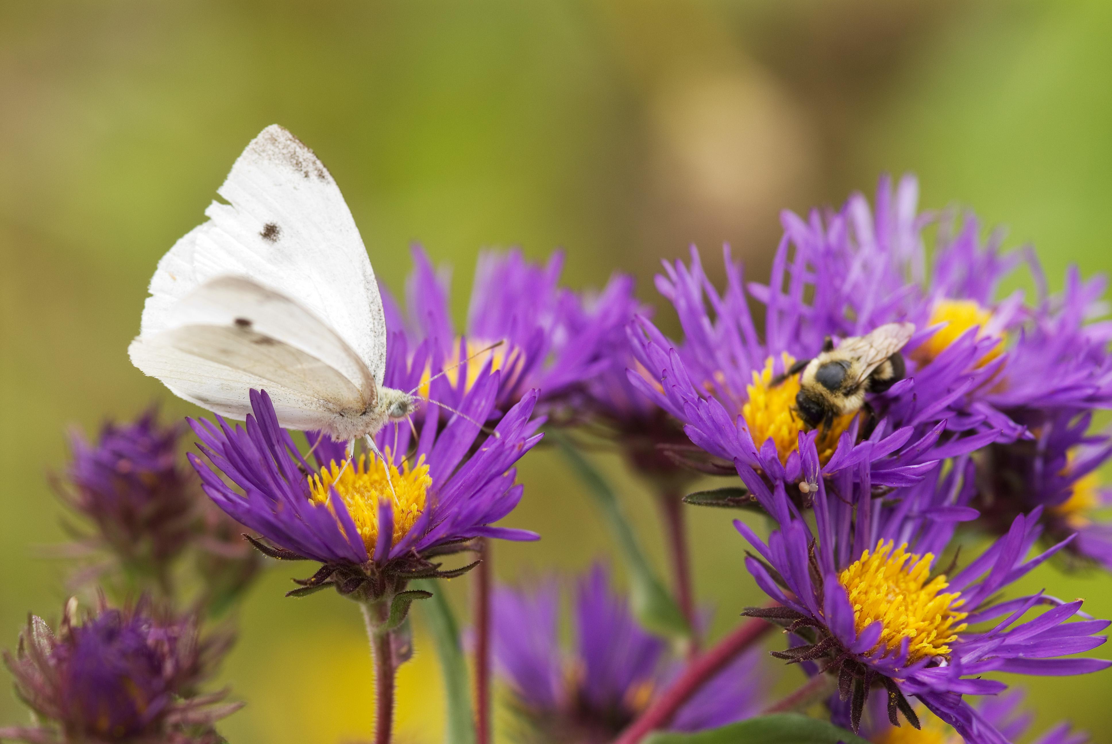 A white butterfly and a bumblebee are pollinating purple aster flowers. 