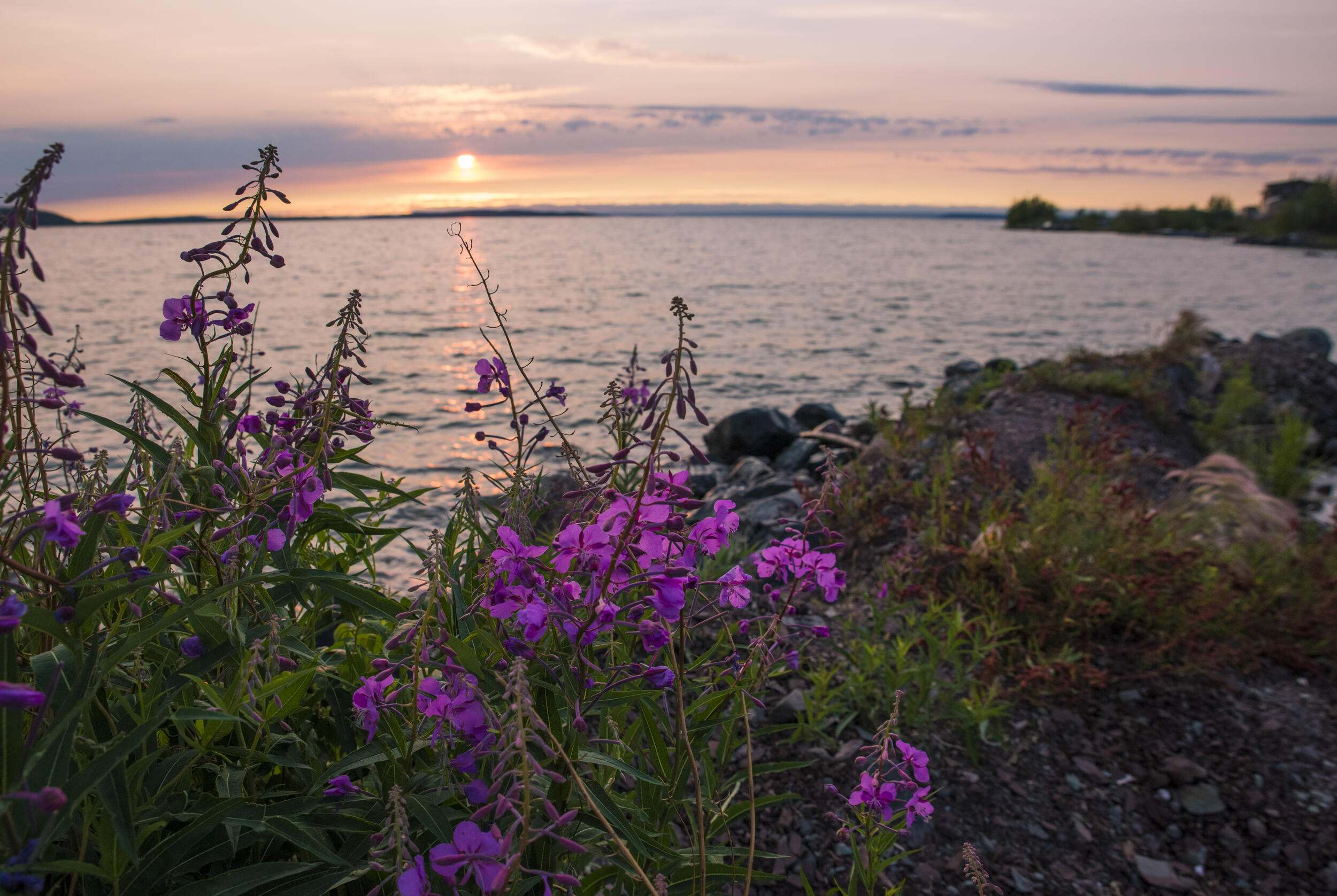 A sunset over a lake with wildflowers.