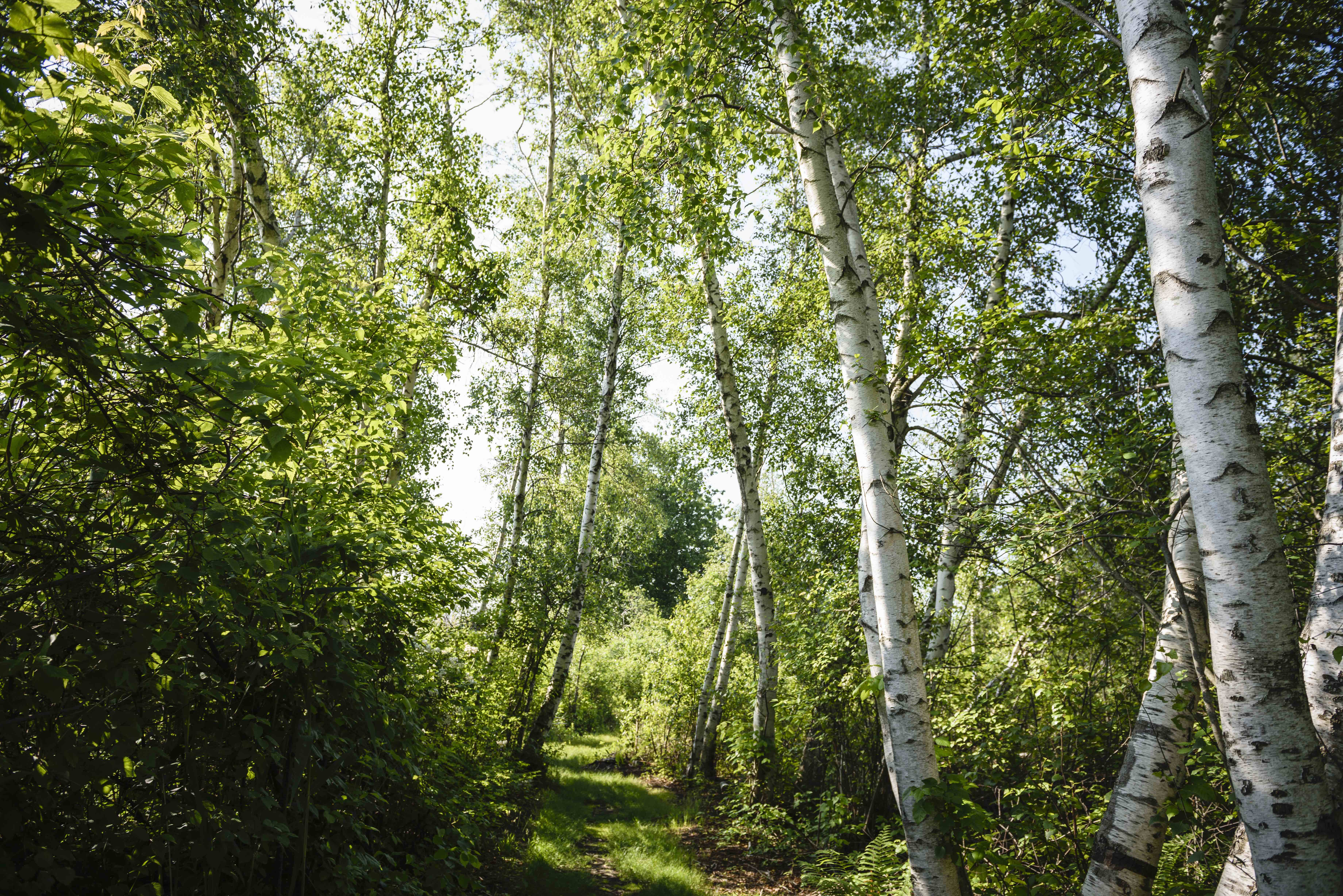 View looking down a path with green trees featuring white and brown trunks on each side.