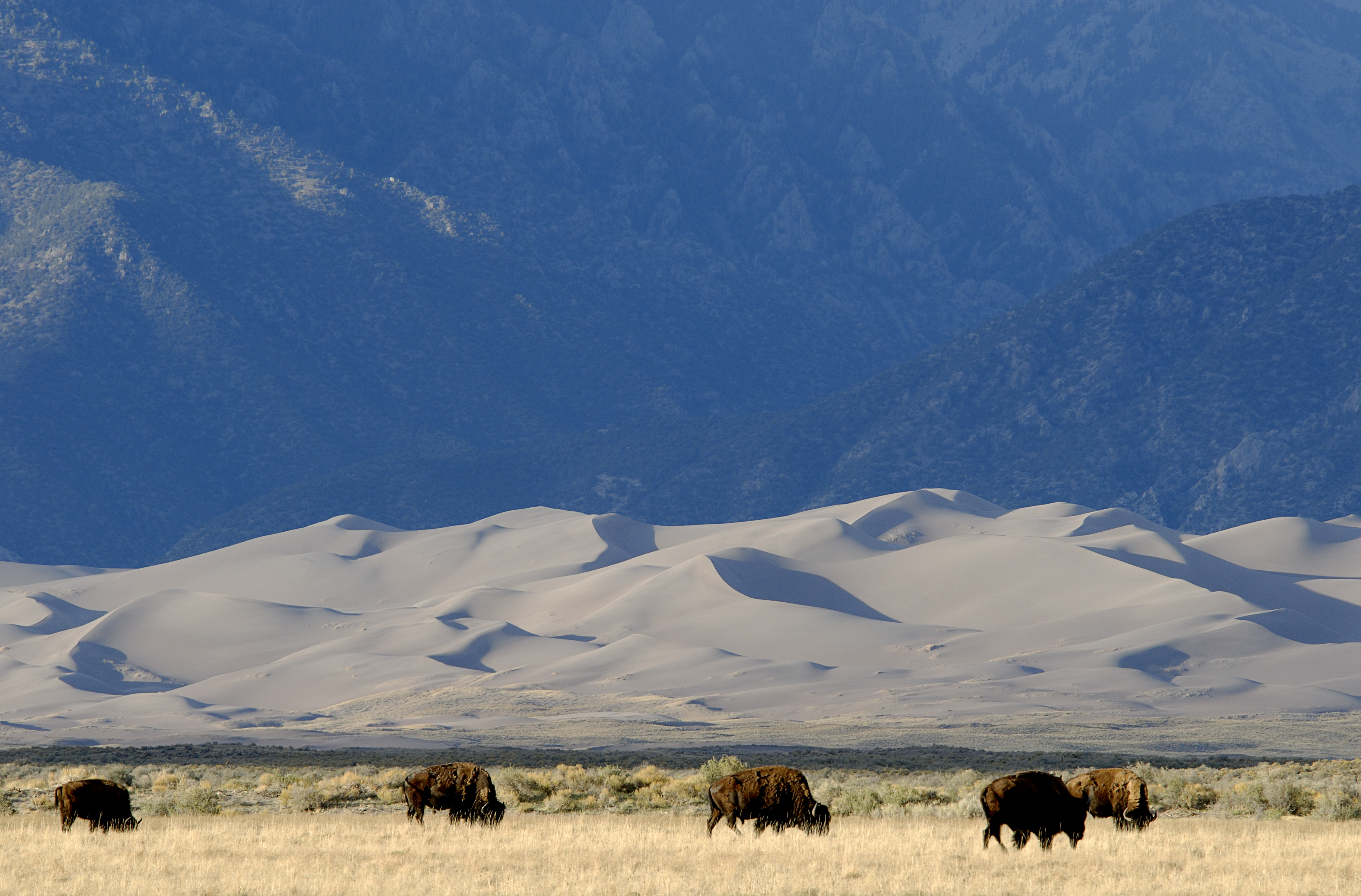 A group of buffalo walking on grass with sand dunes and mountains in the background.