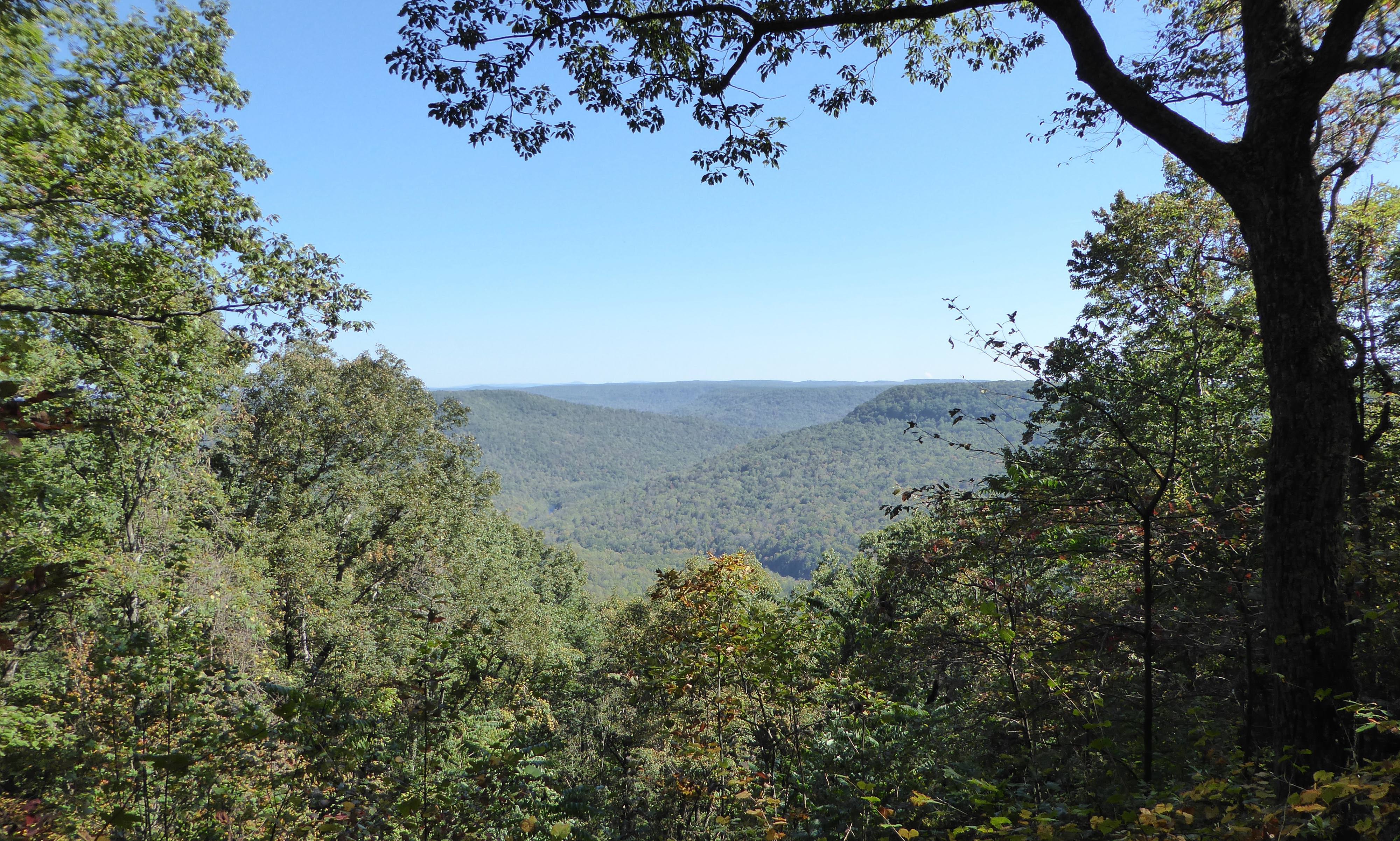 Trees frame the view of a forested valley below.