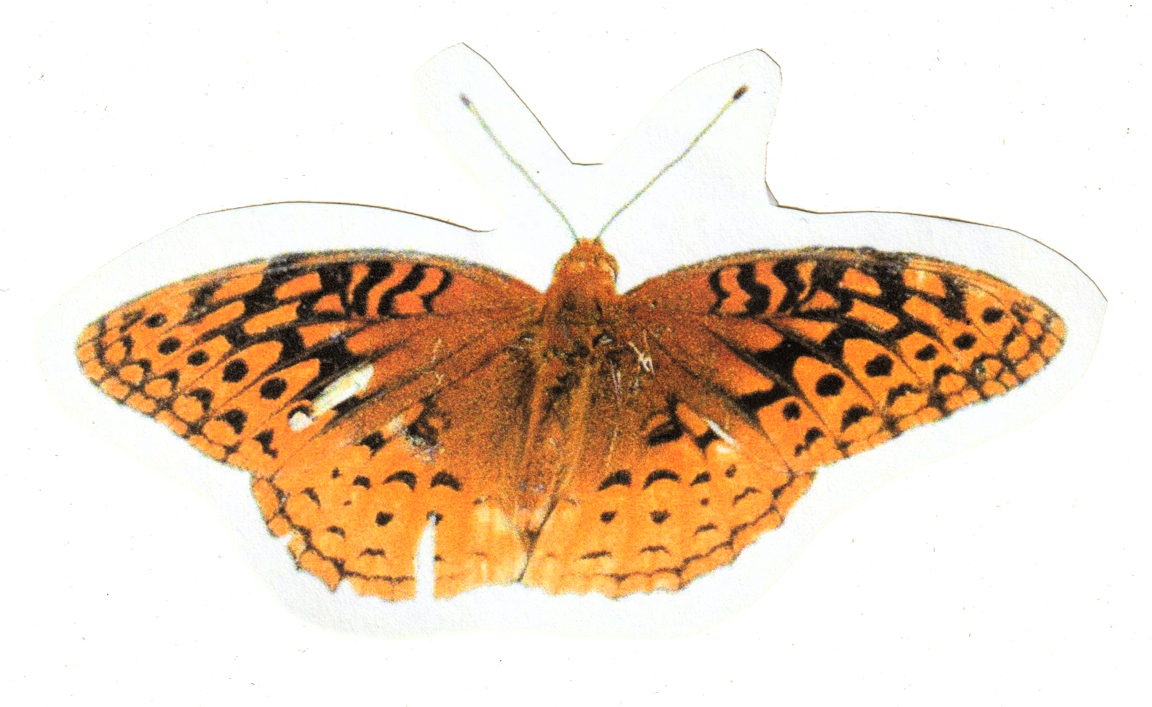 Comstock Fritillary Butterfly