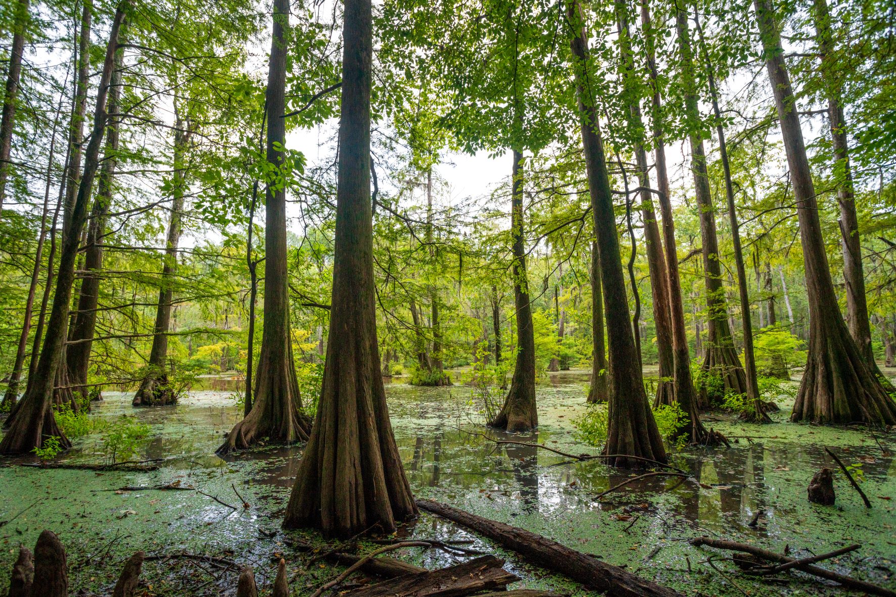 A swamp with trees stretching high and their green leaves shading out most direct light from the dark waters.