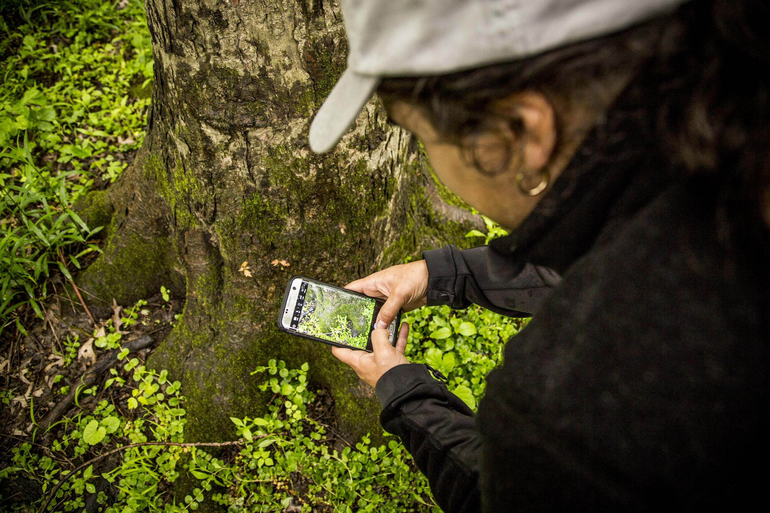 A person holds their phone and uses the inaturalist app to record a species at the base of a tree. 