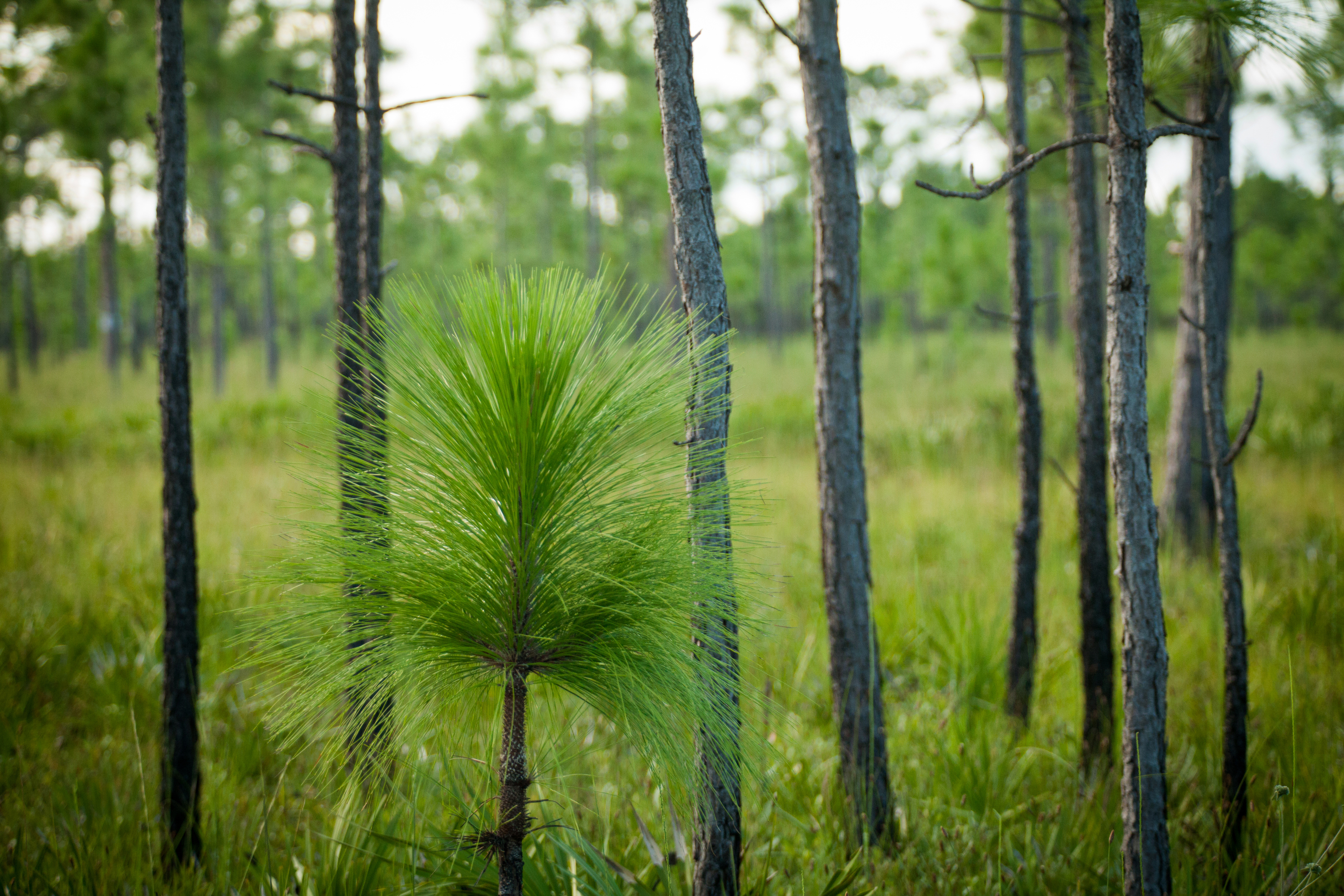 Longleaf pine trees at Apalachicola Bluffs and Ravines Preserve. 