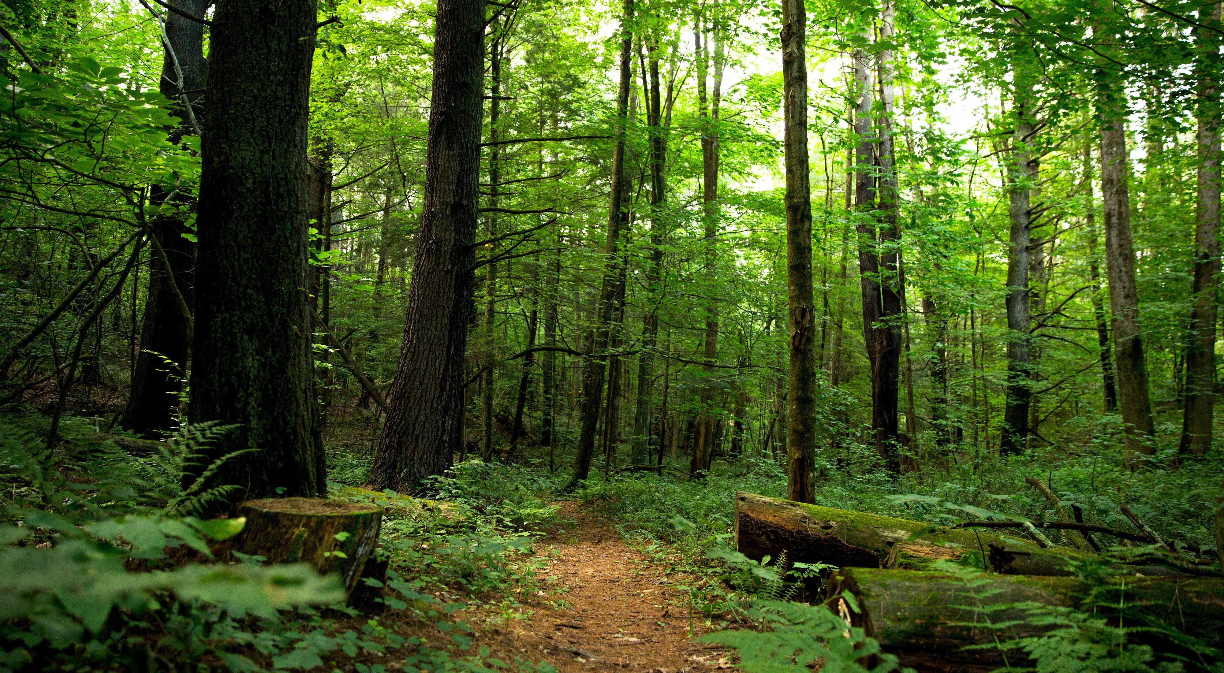 Trees in the forest, filling the frame from base to canopy, with moss-covered tree stumps and logs in the foreground.