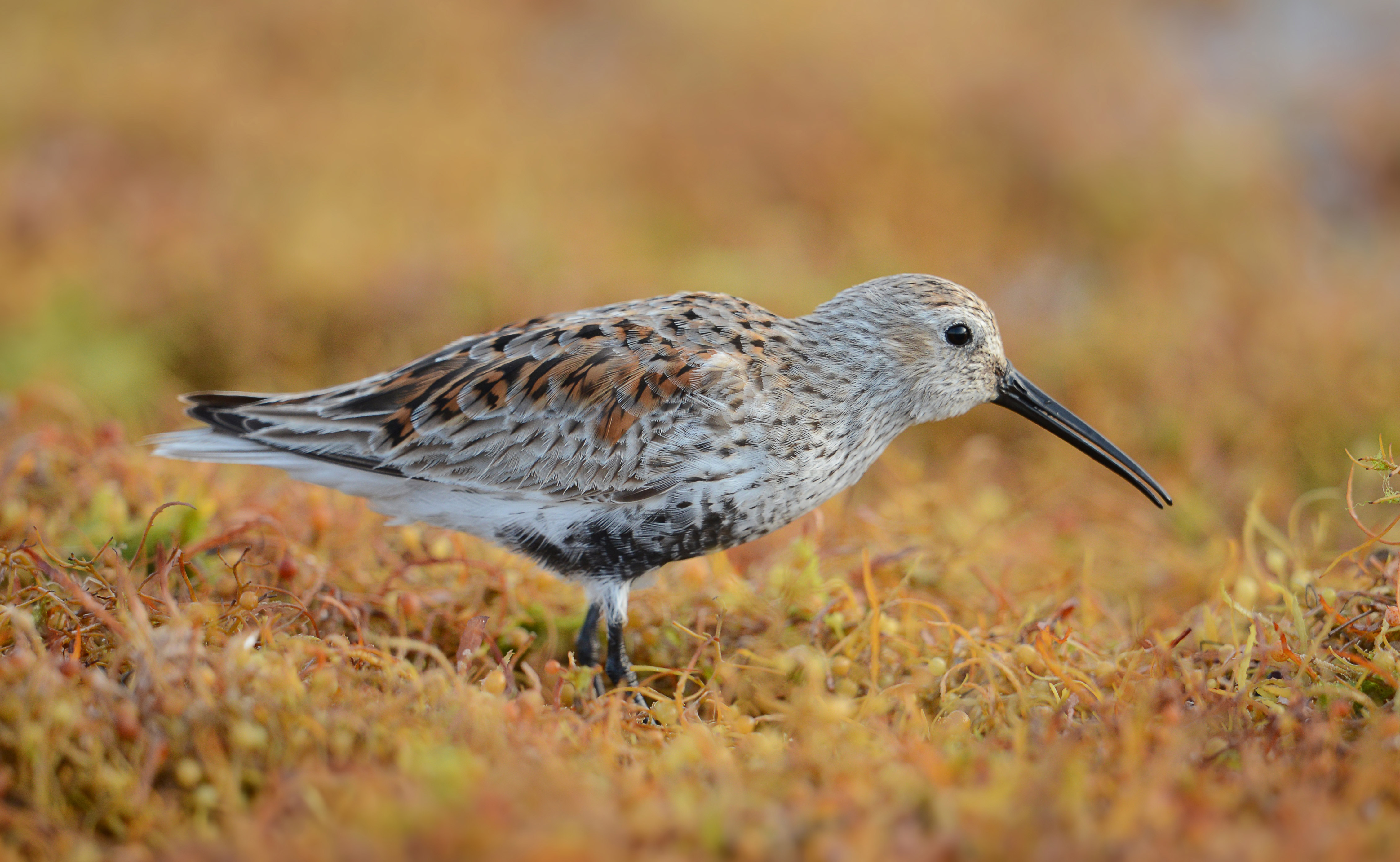 A brown speckled bird with a long down-turned beak walks among a field. 