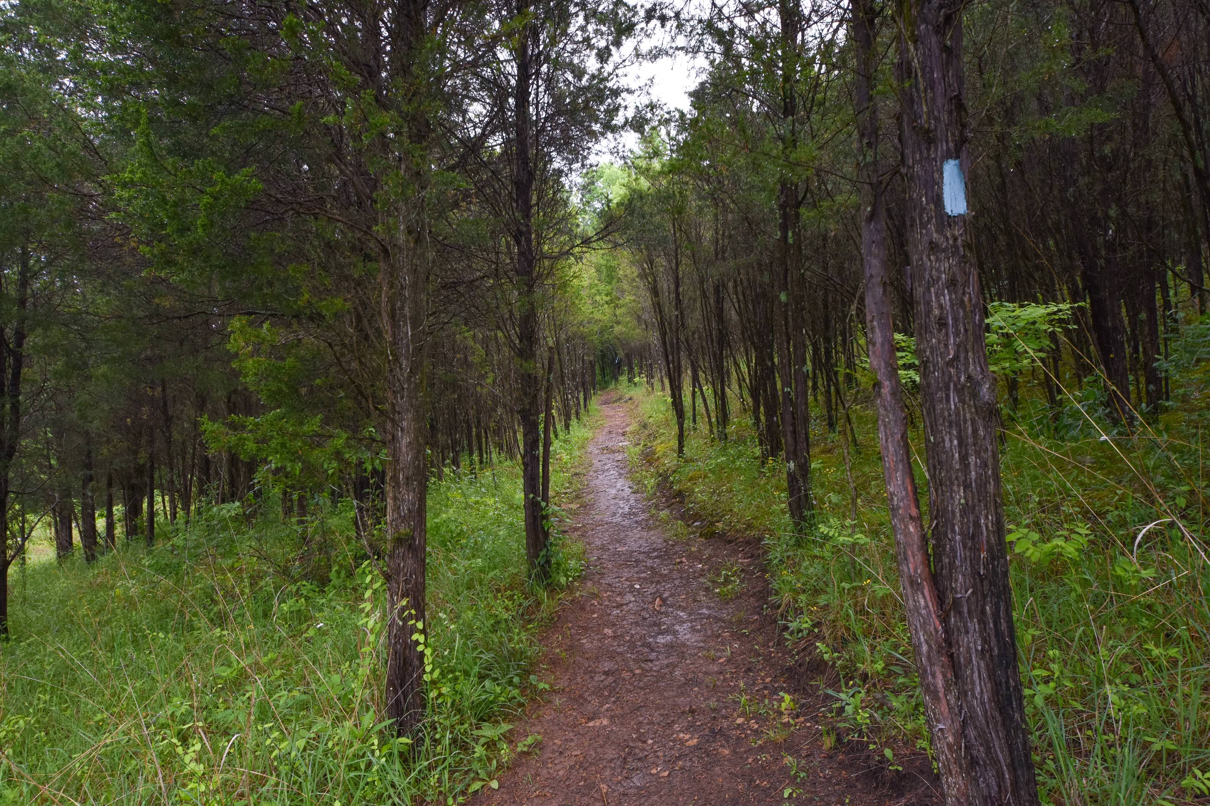 A trail surrounded by lush greenery.