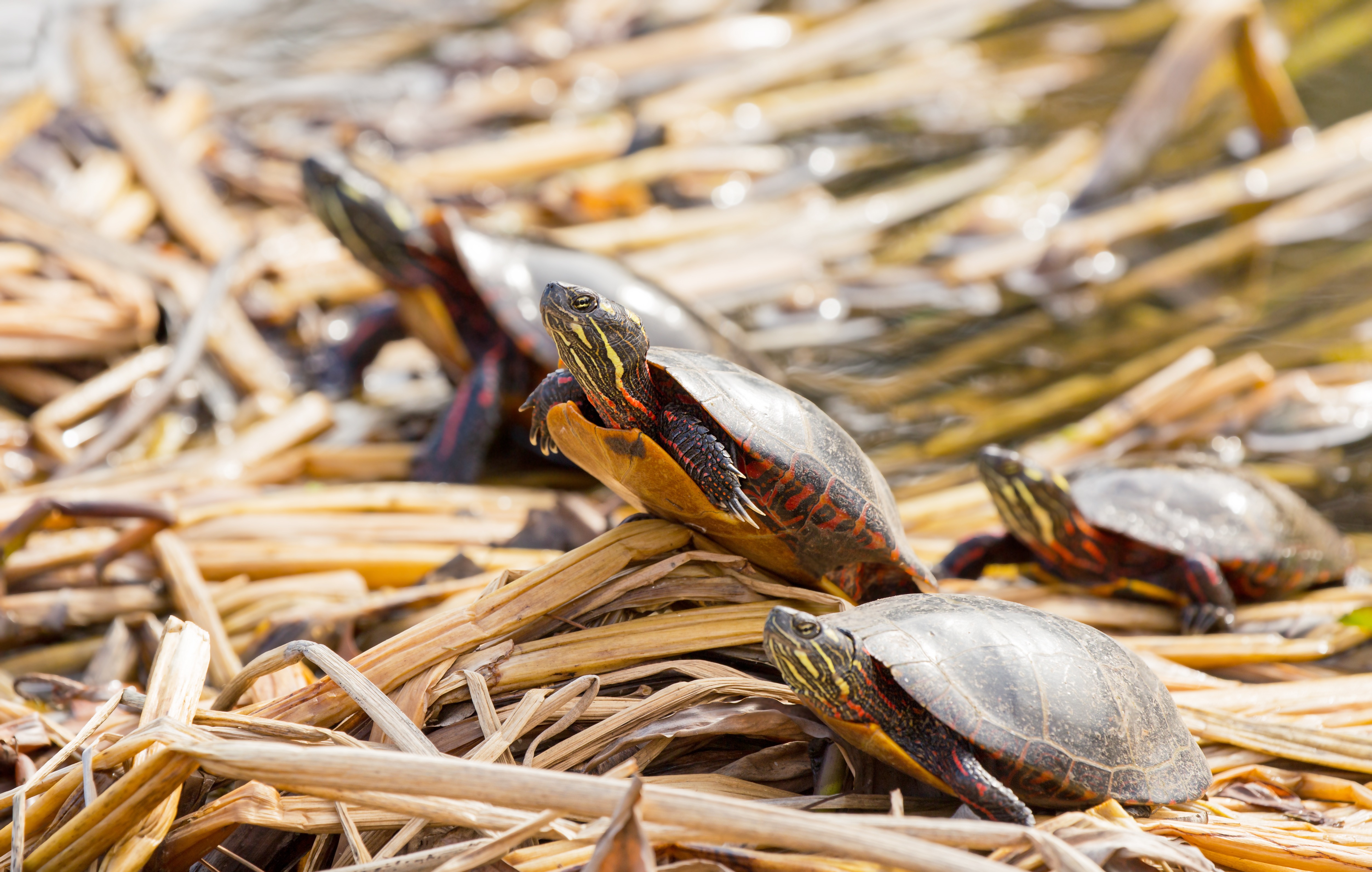 Four eastern painted turtles are basking in the sun. 