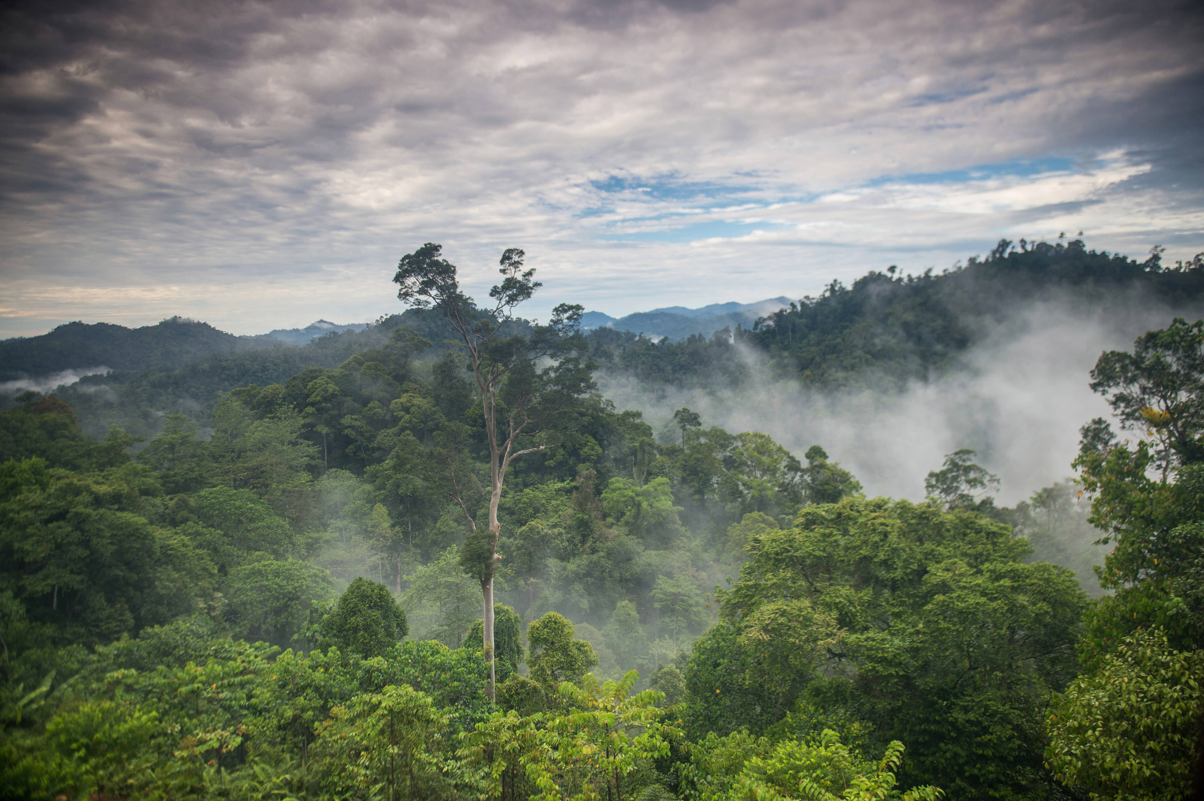 Water vapor and mist rise from tropical rainforest in Indonesia.