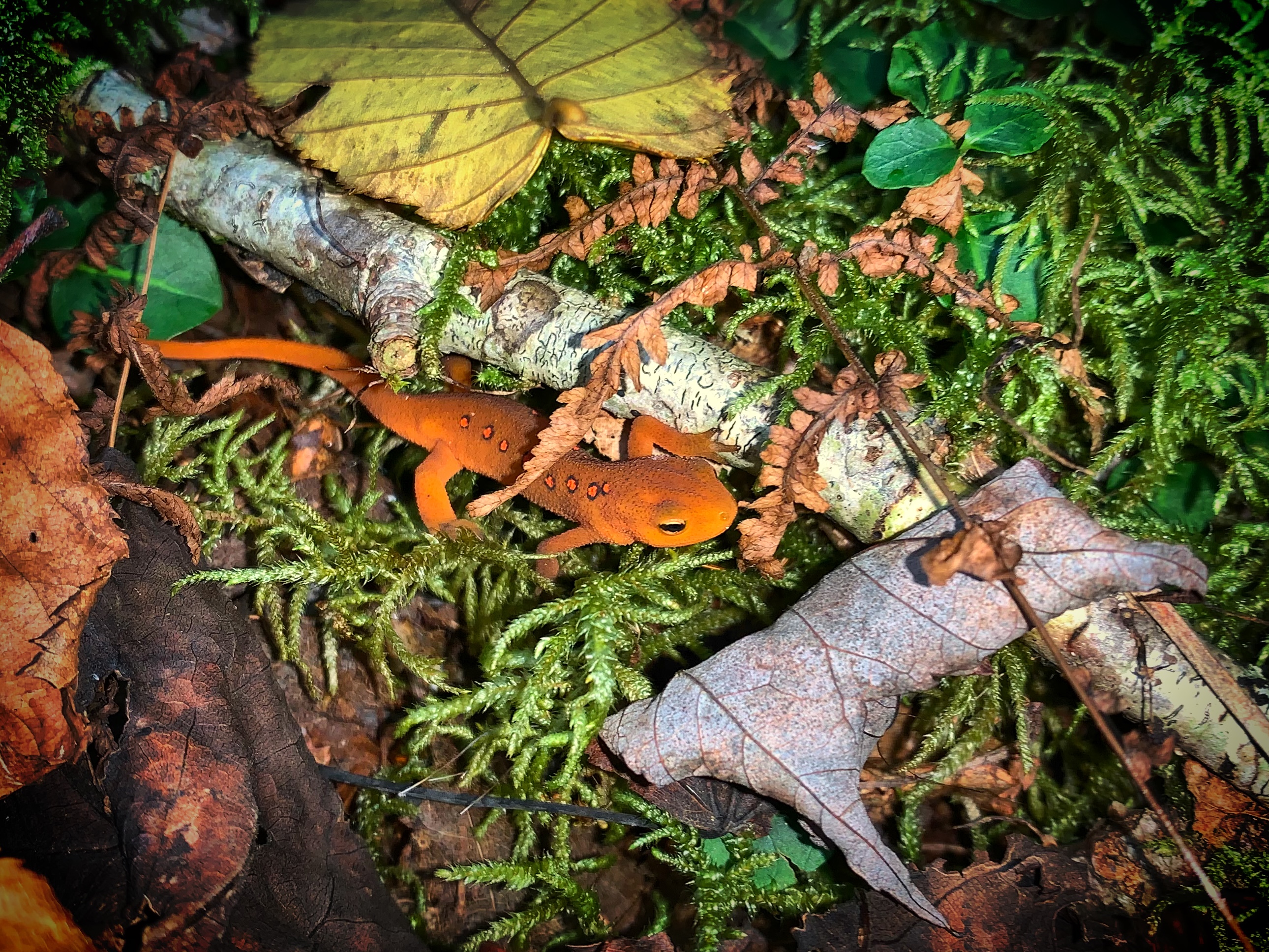 An orange salamander rests on green moss.