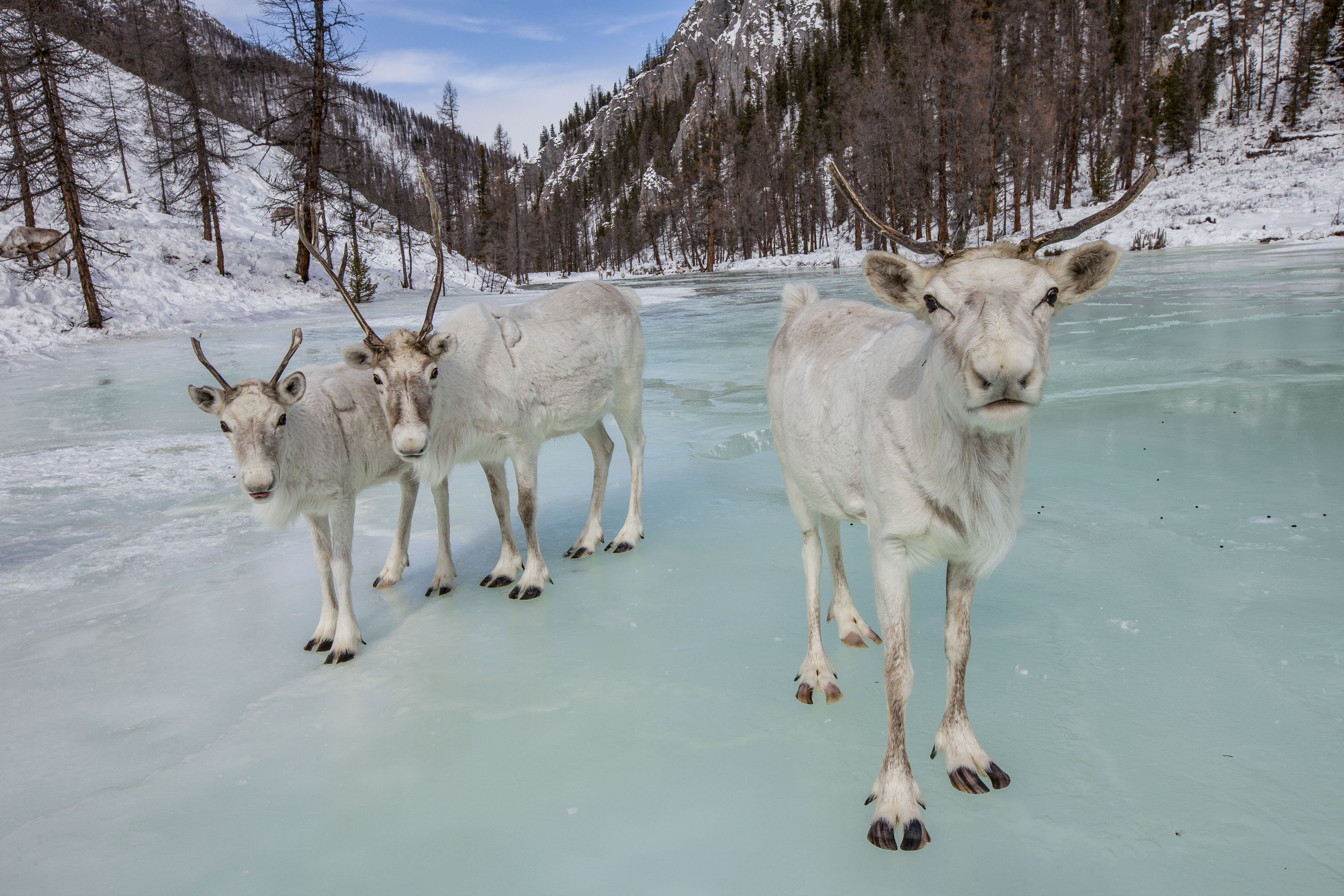 Caribou on a frozen lake in Mongolia