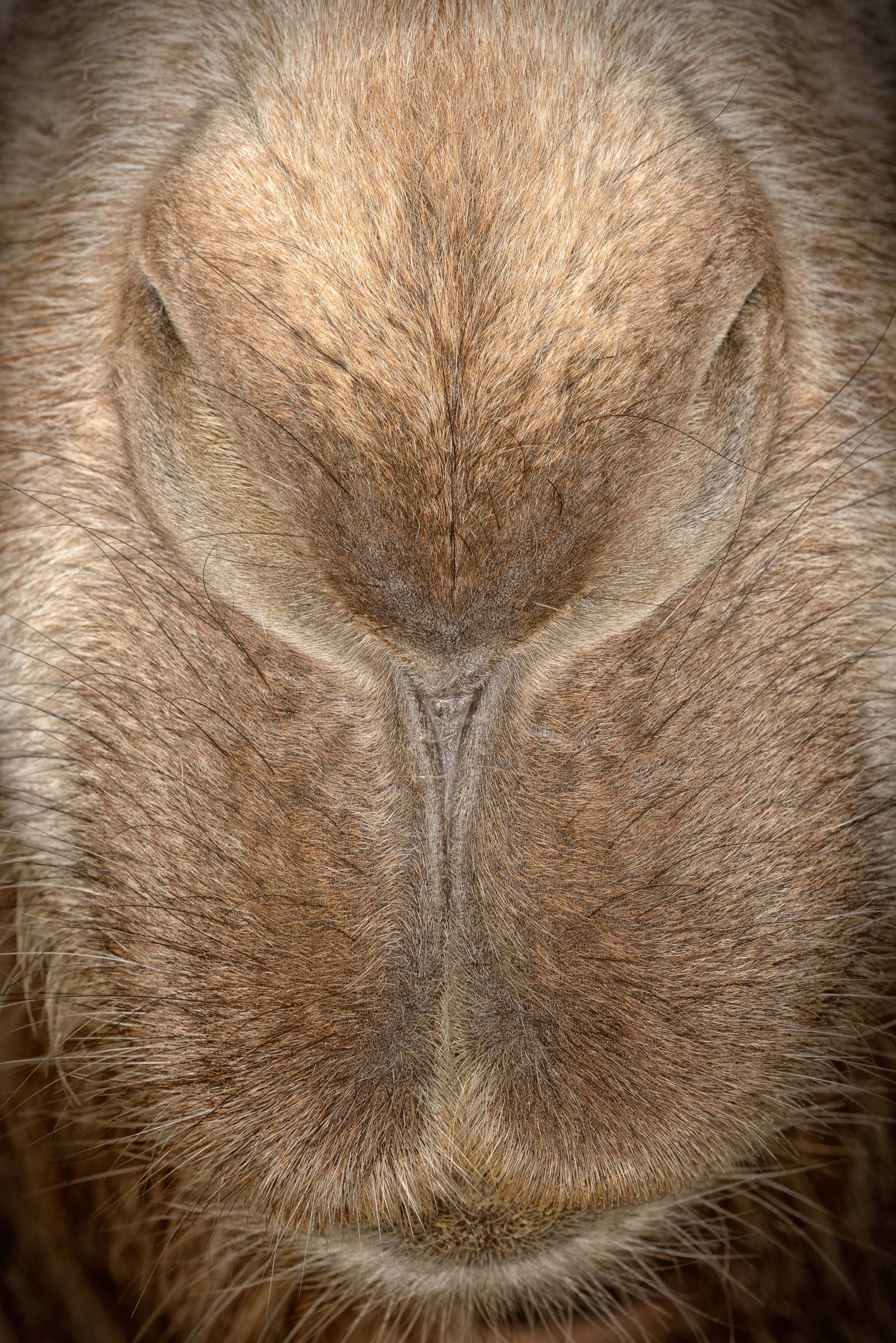 The nose of a Bactrian camel