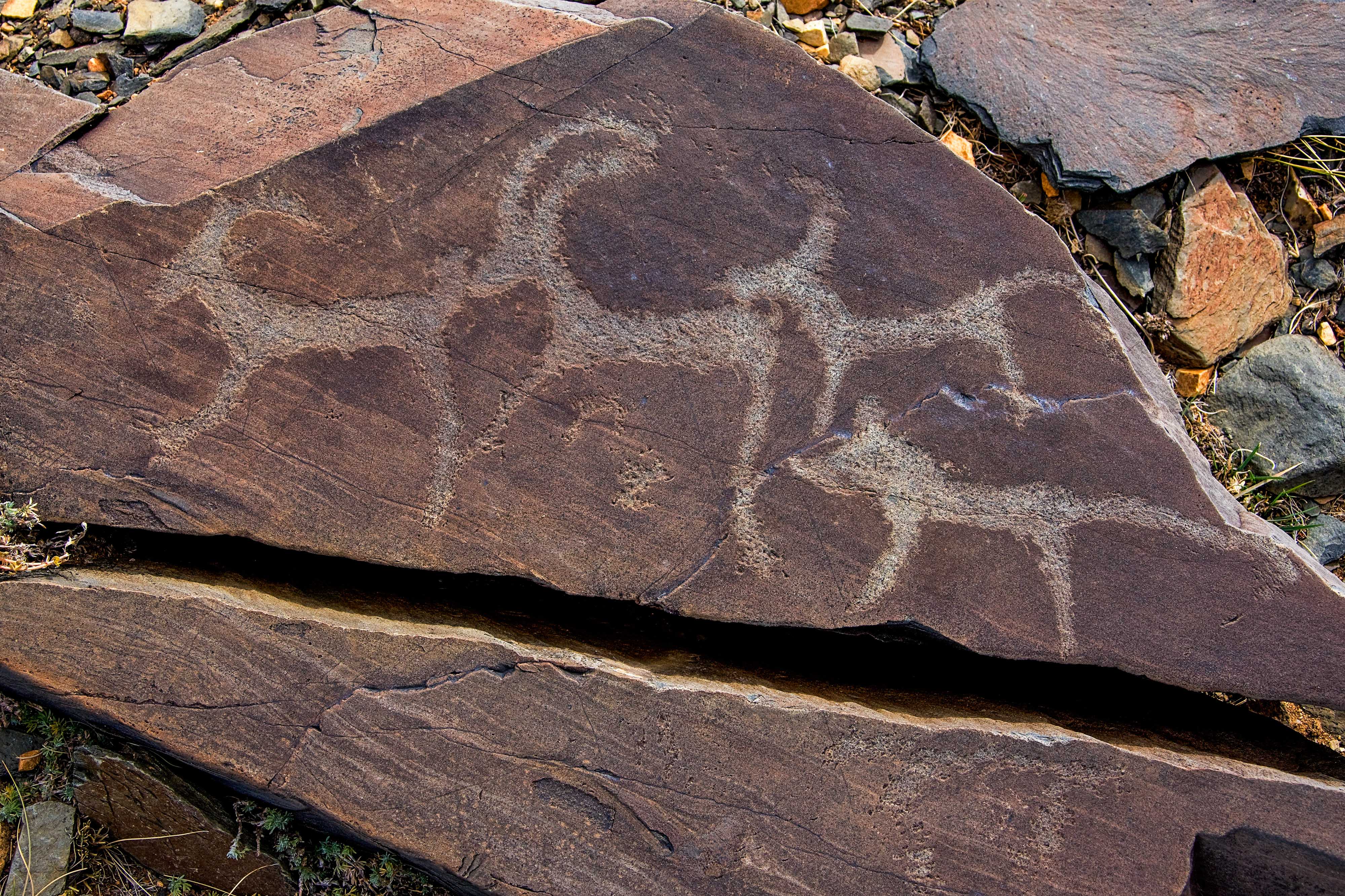 Rock carving of wolves hunting ibex