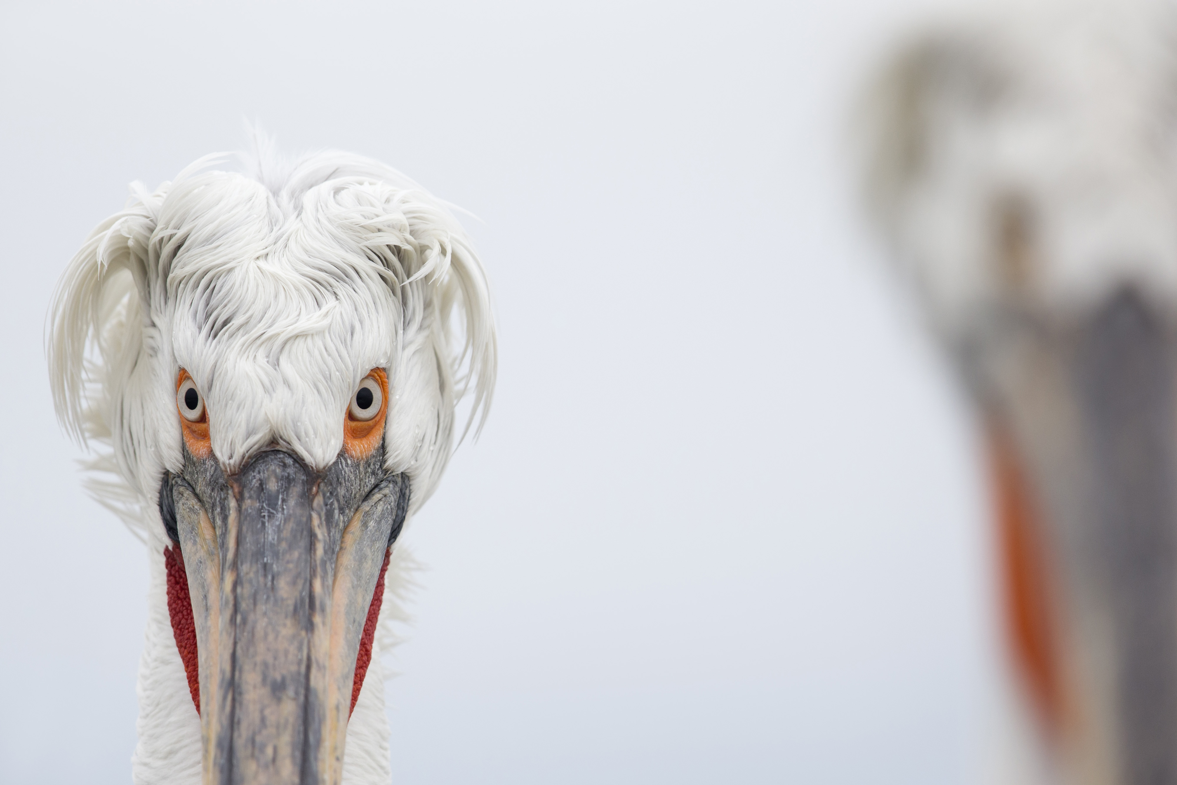 Dalmatian pelicans