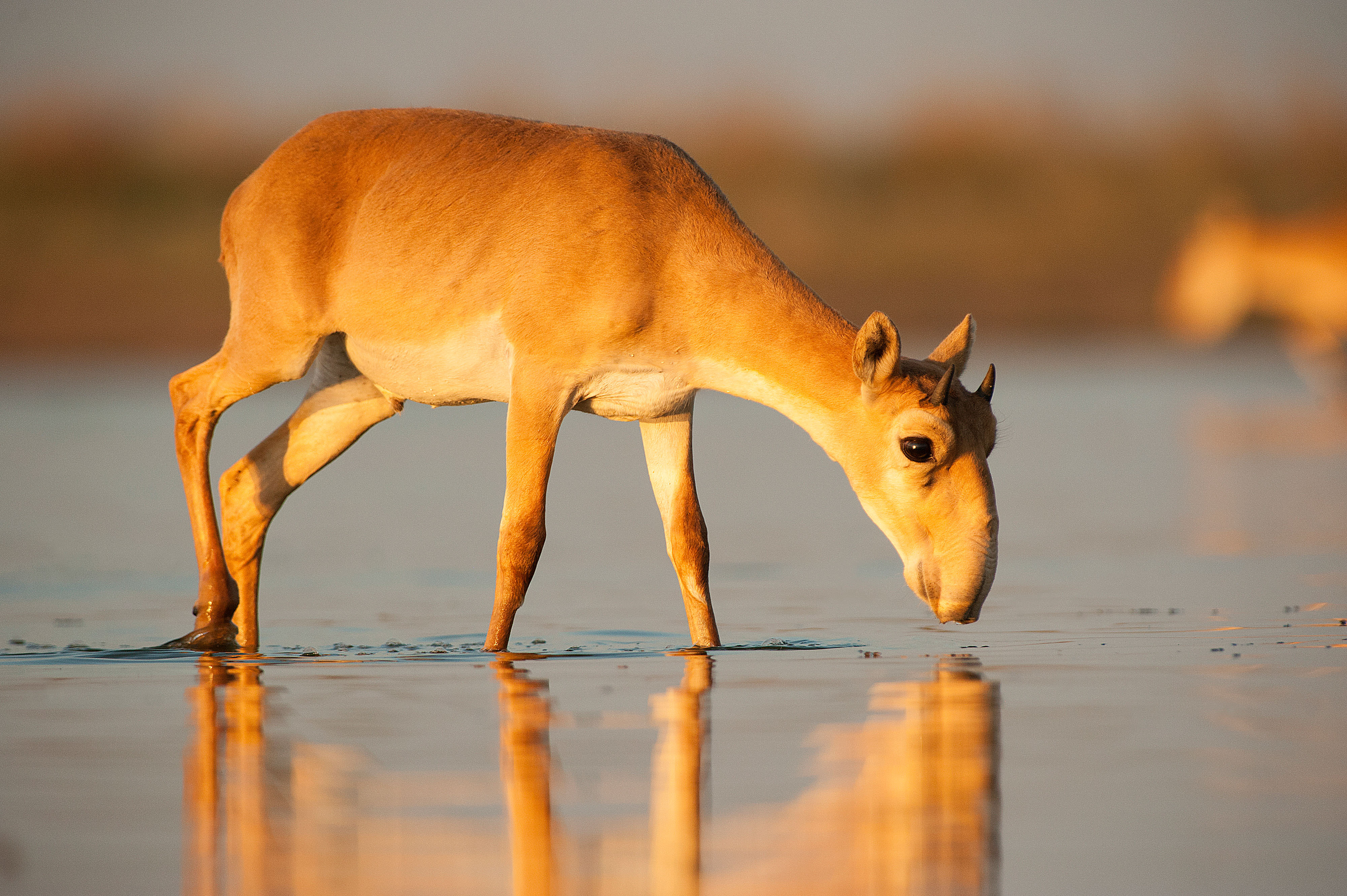 Saiga antelope drinking water