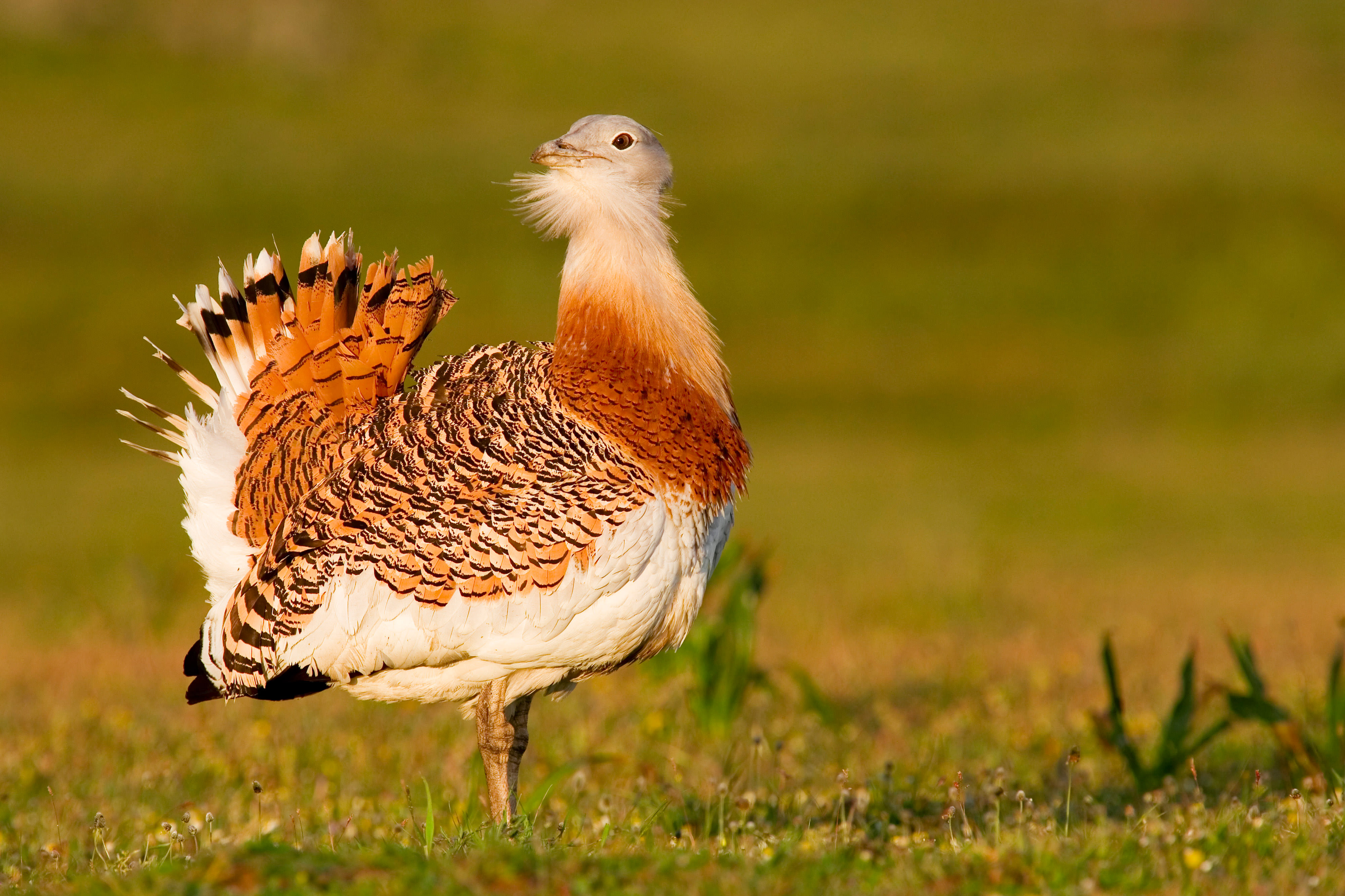 An Asian Great Bustard stands on grass