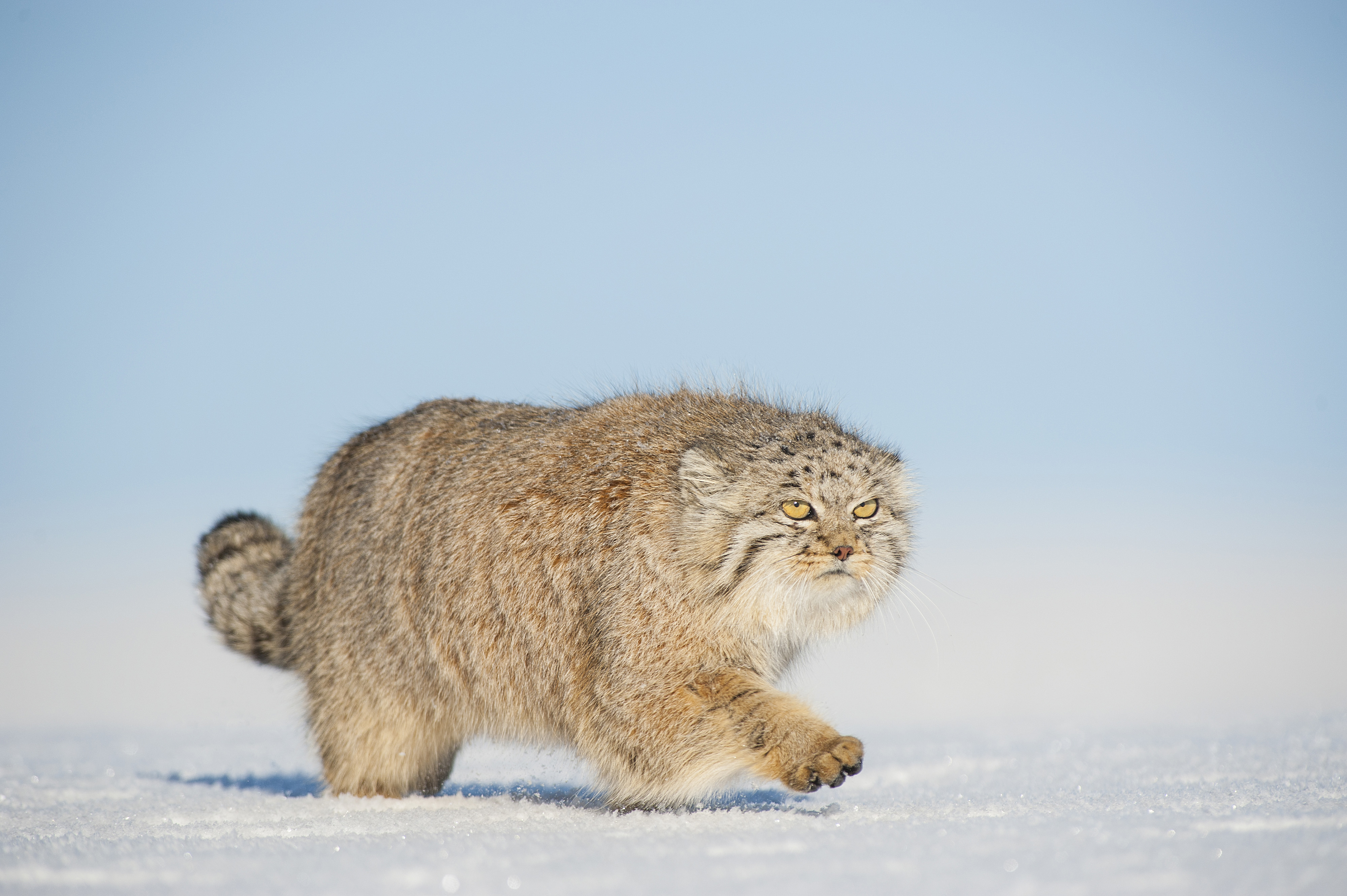 A Pallas's cat walking in snow in the Gobi Desert, Mongolia