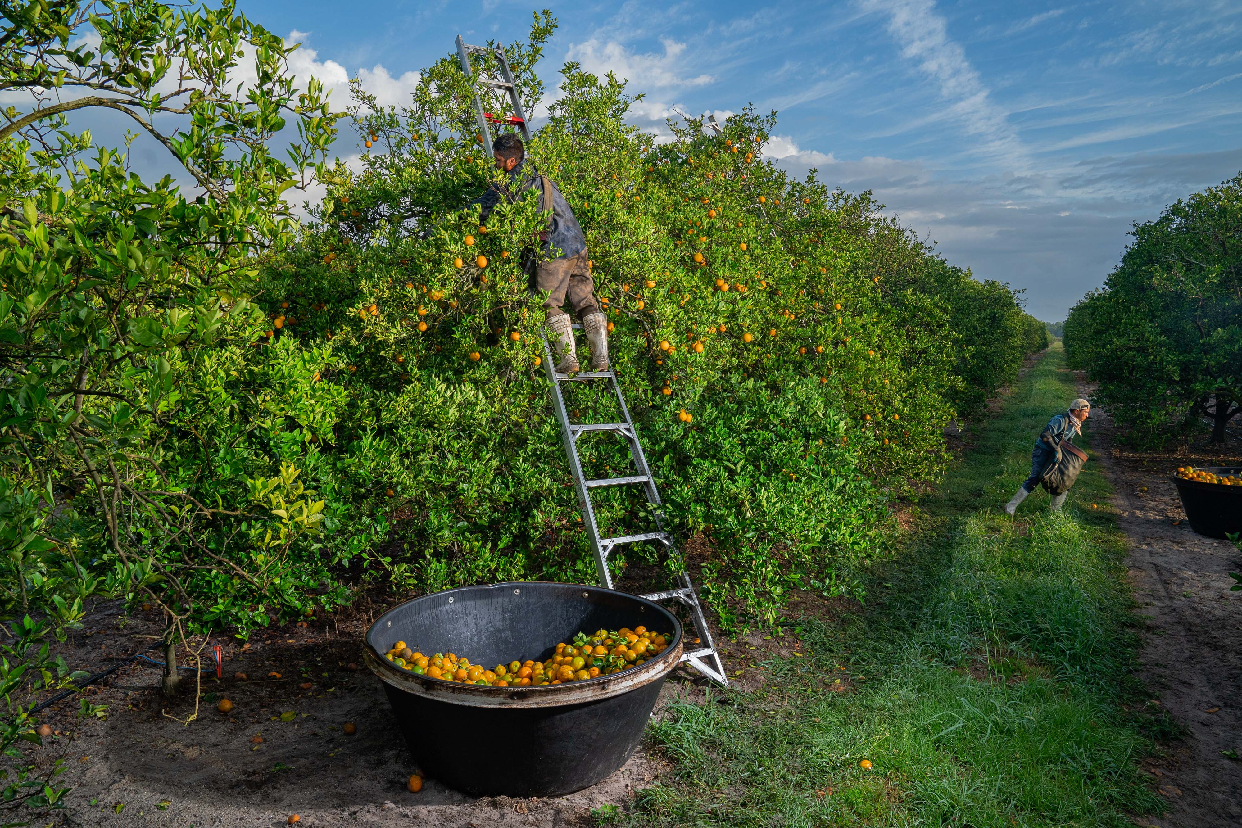 A man picks oranges in a Florida orange grove