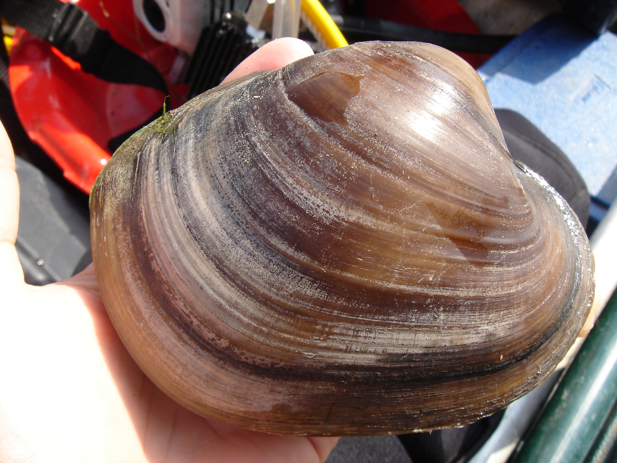 A large mussel is held in a persons hand.