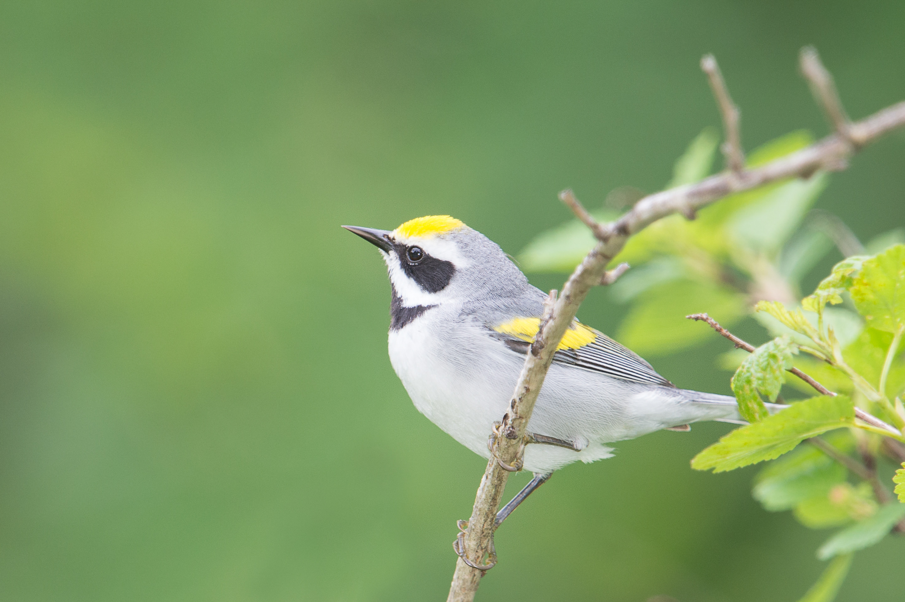 Grey bird with black and yellow patches perched on a limb.