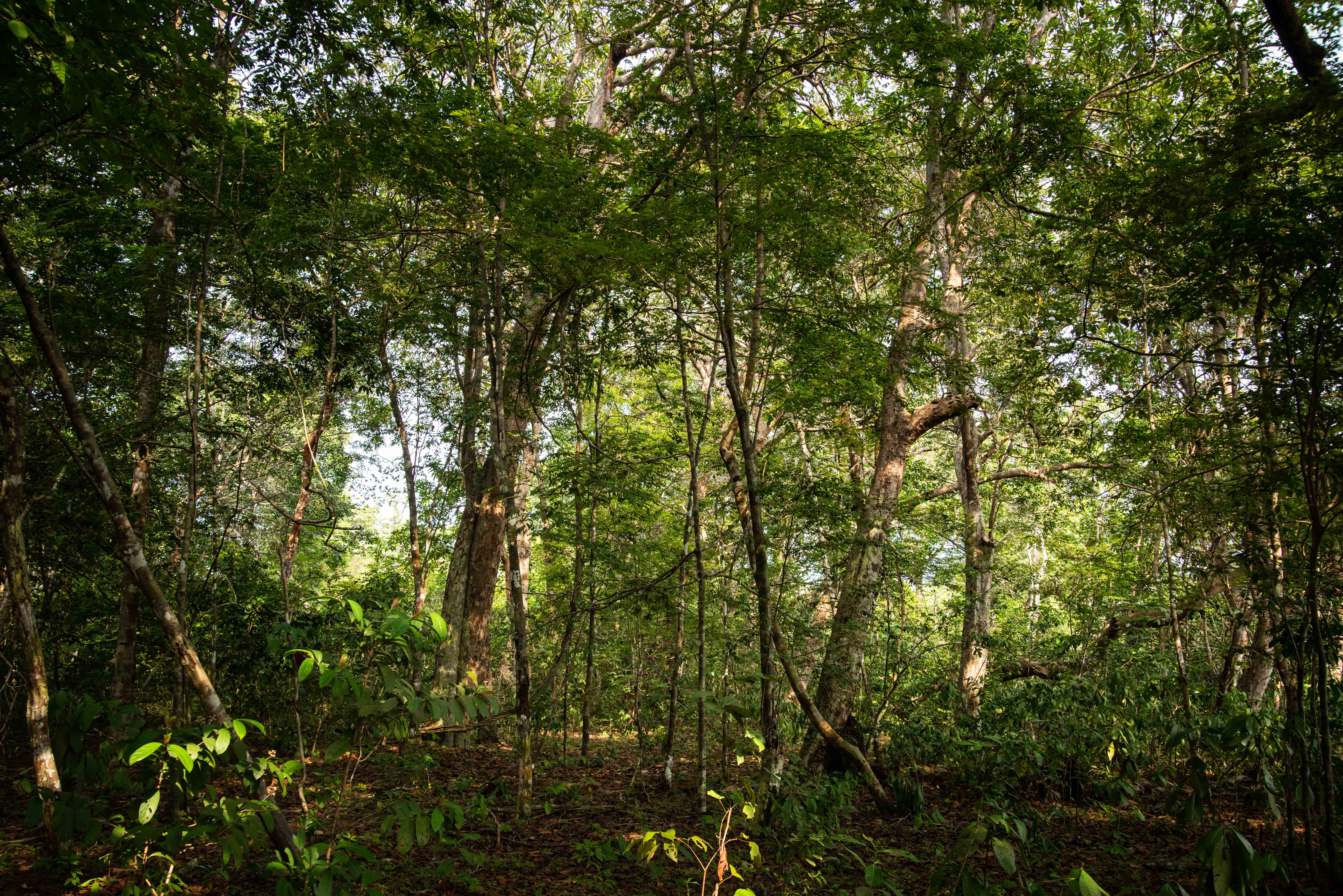 A forested area