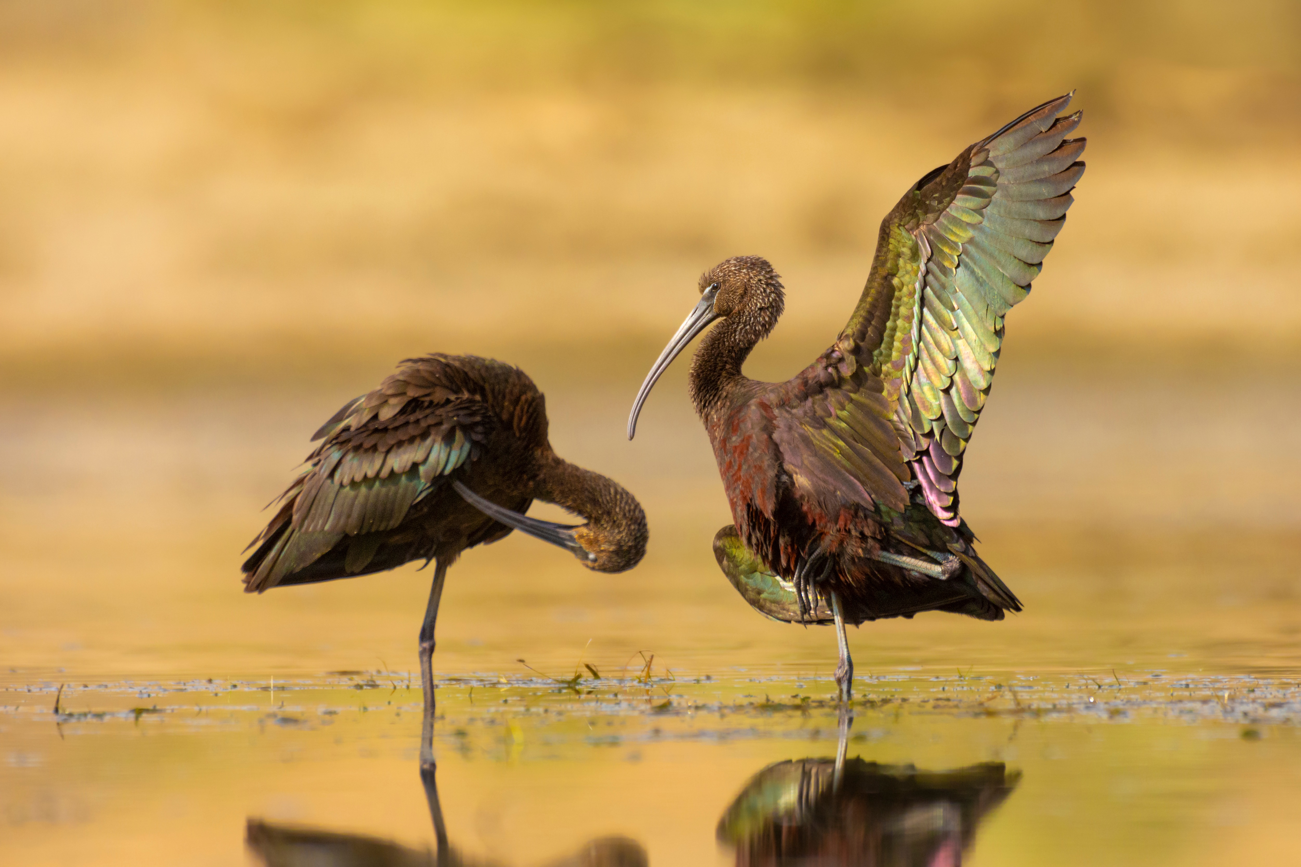 Two adult glossy ibises are standing in a freshwater pond. 