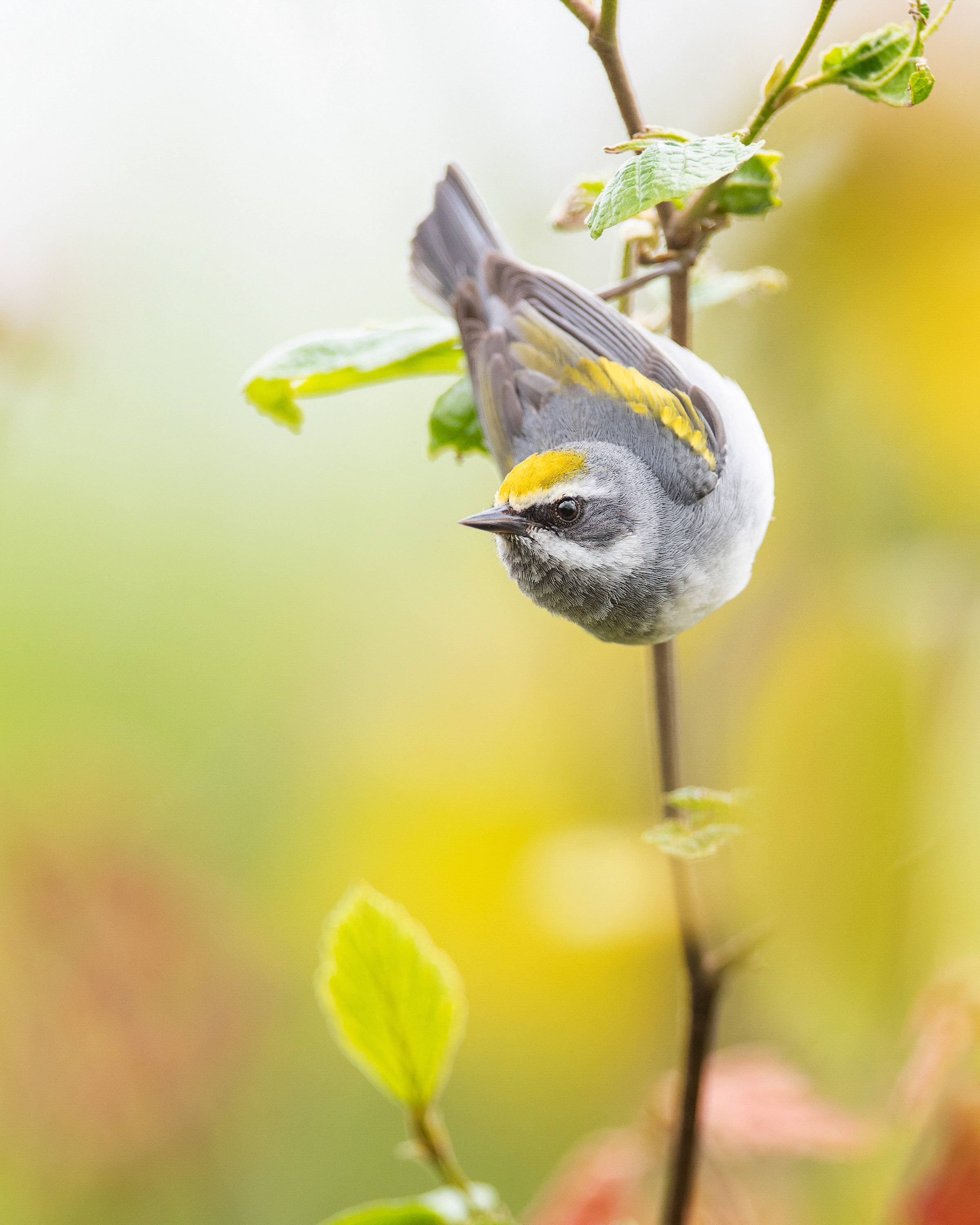 A golden-winged warbler perches on a branch.